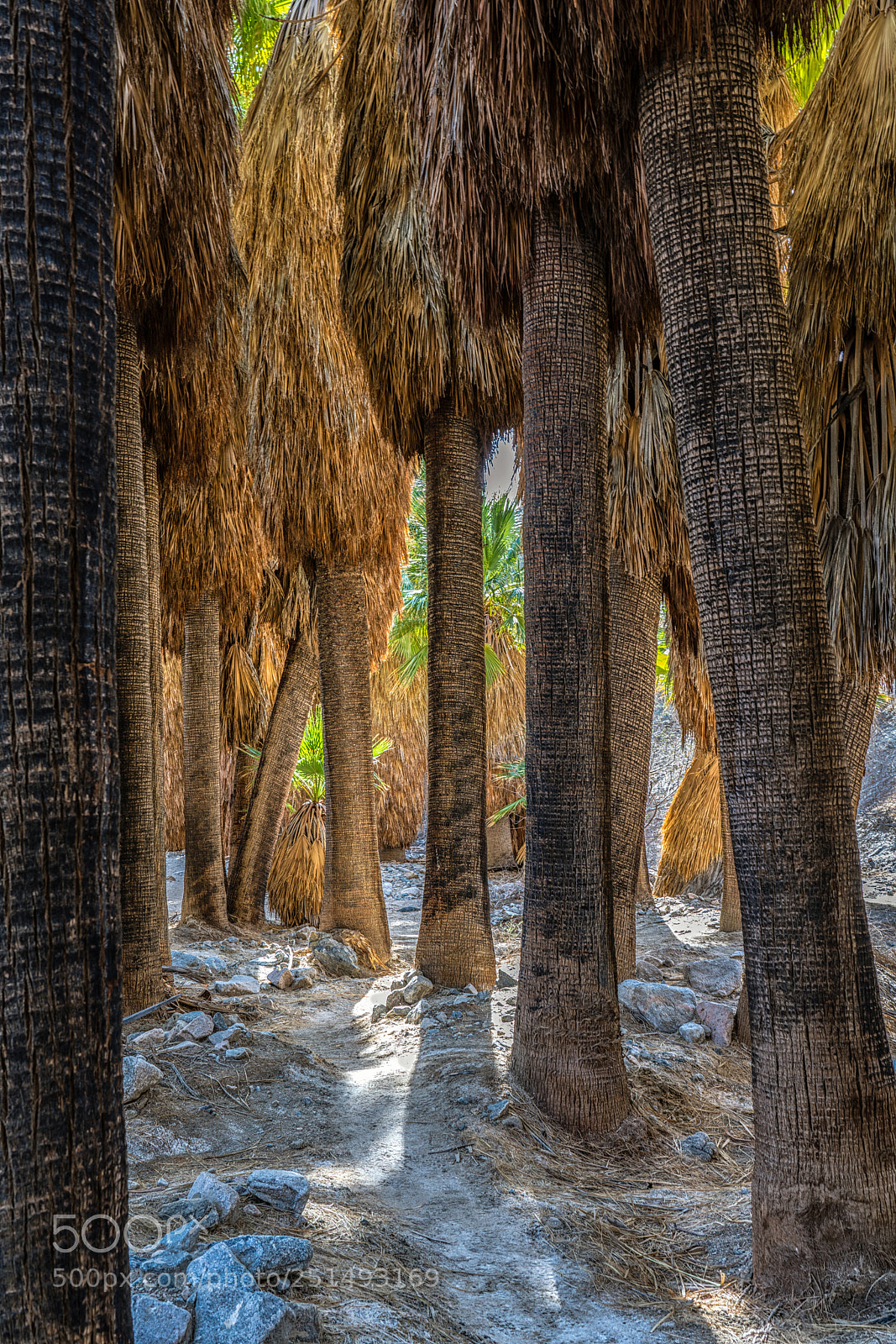 Sony a7R III sample photo. California palms photography