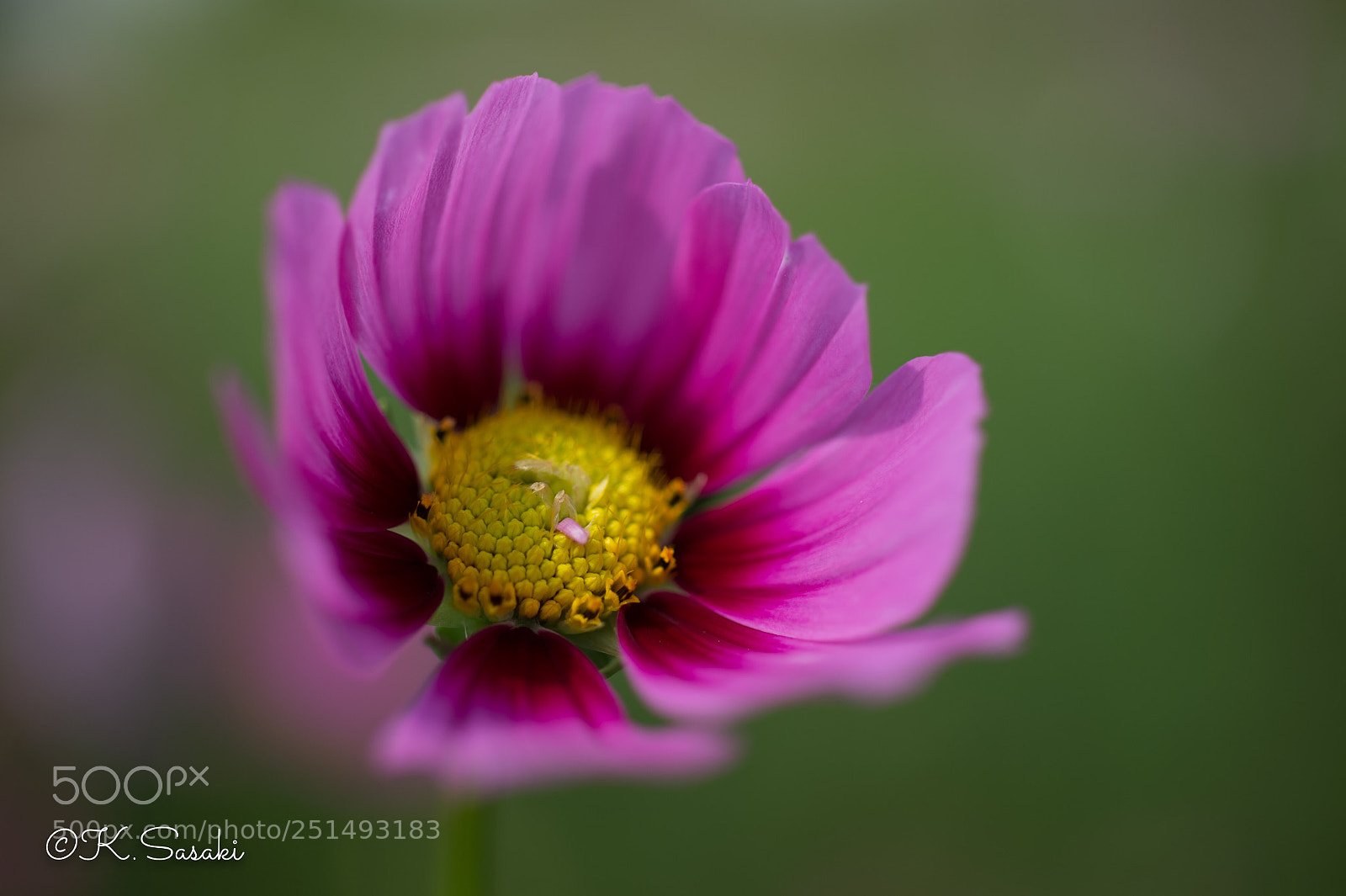 Nikon Df sample photo. Cosmos  photography