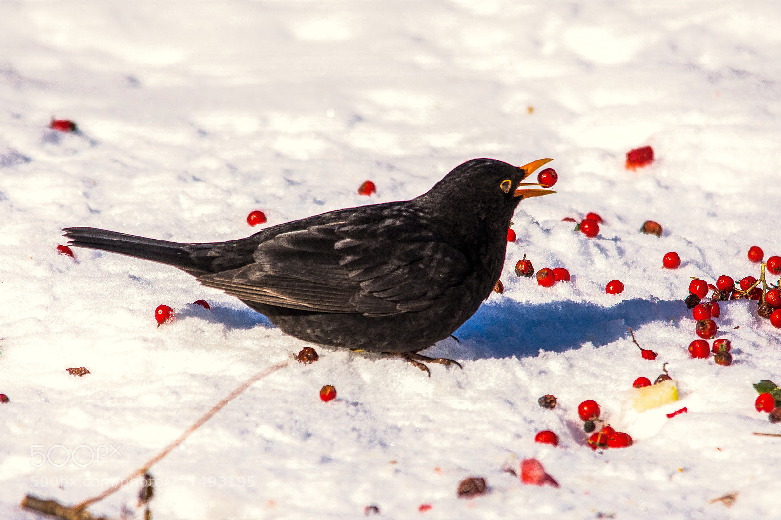 Nikon D7200 sample photo. Blacbird photography