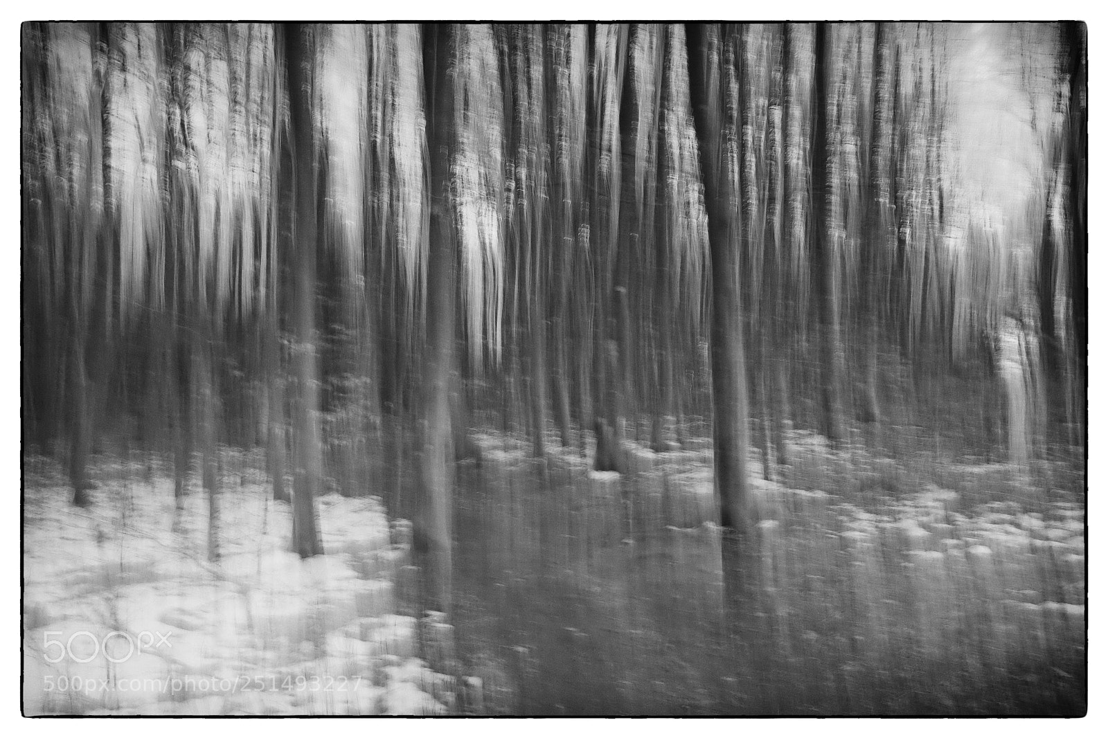 Fujifilm X100S sample photo. Evening motion trees ii photography