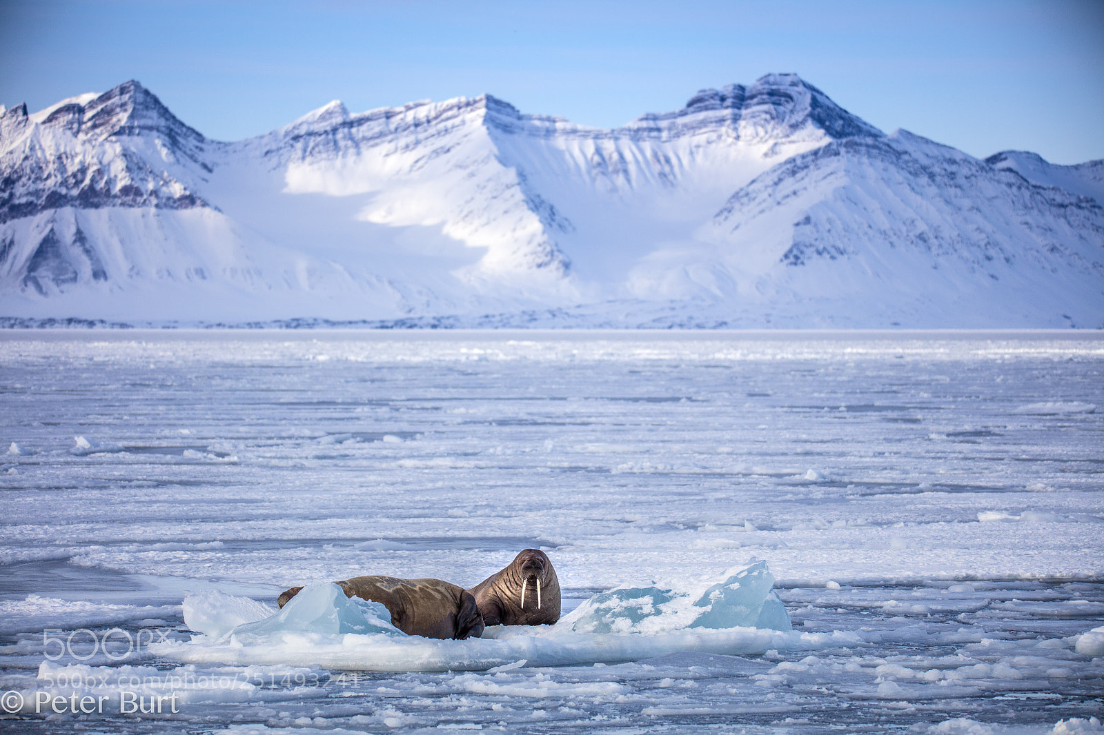 Canon EOS 5DS R sample photo. Home of the walrus photography
