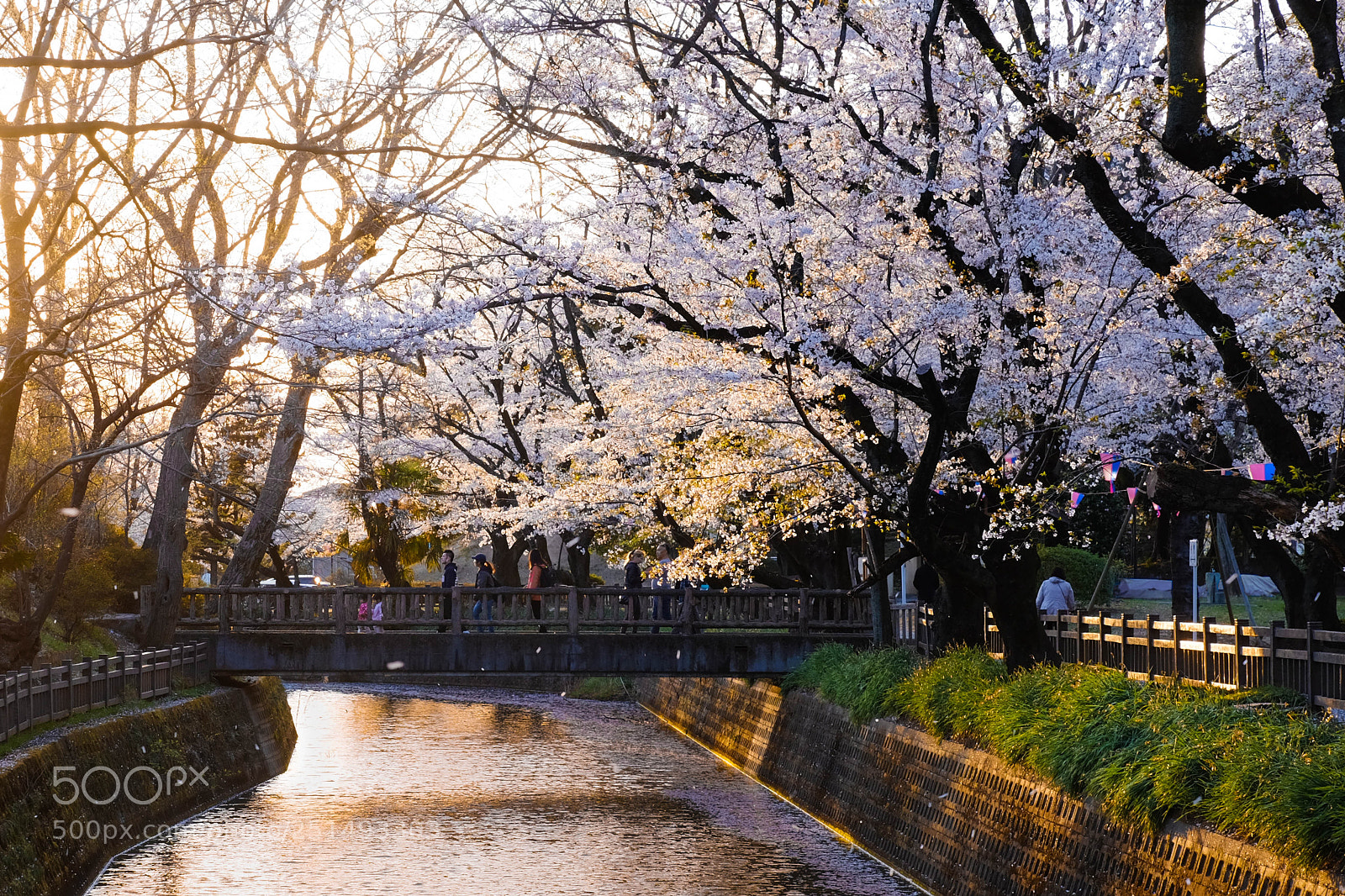 Fujifilm X-E2 sample photo. Sakura photography