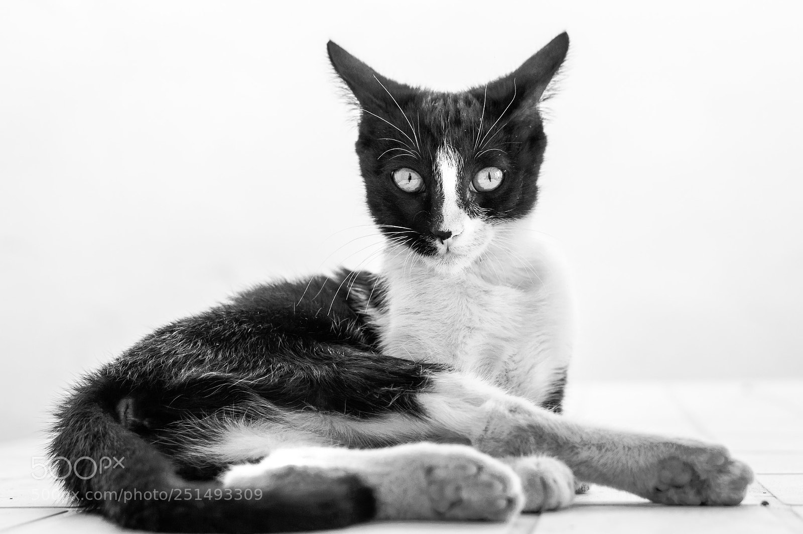 Nikon D3200 sample photo. Pigneas photography