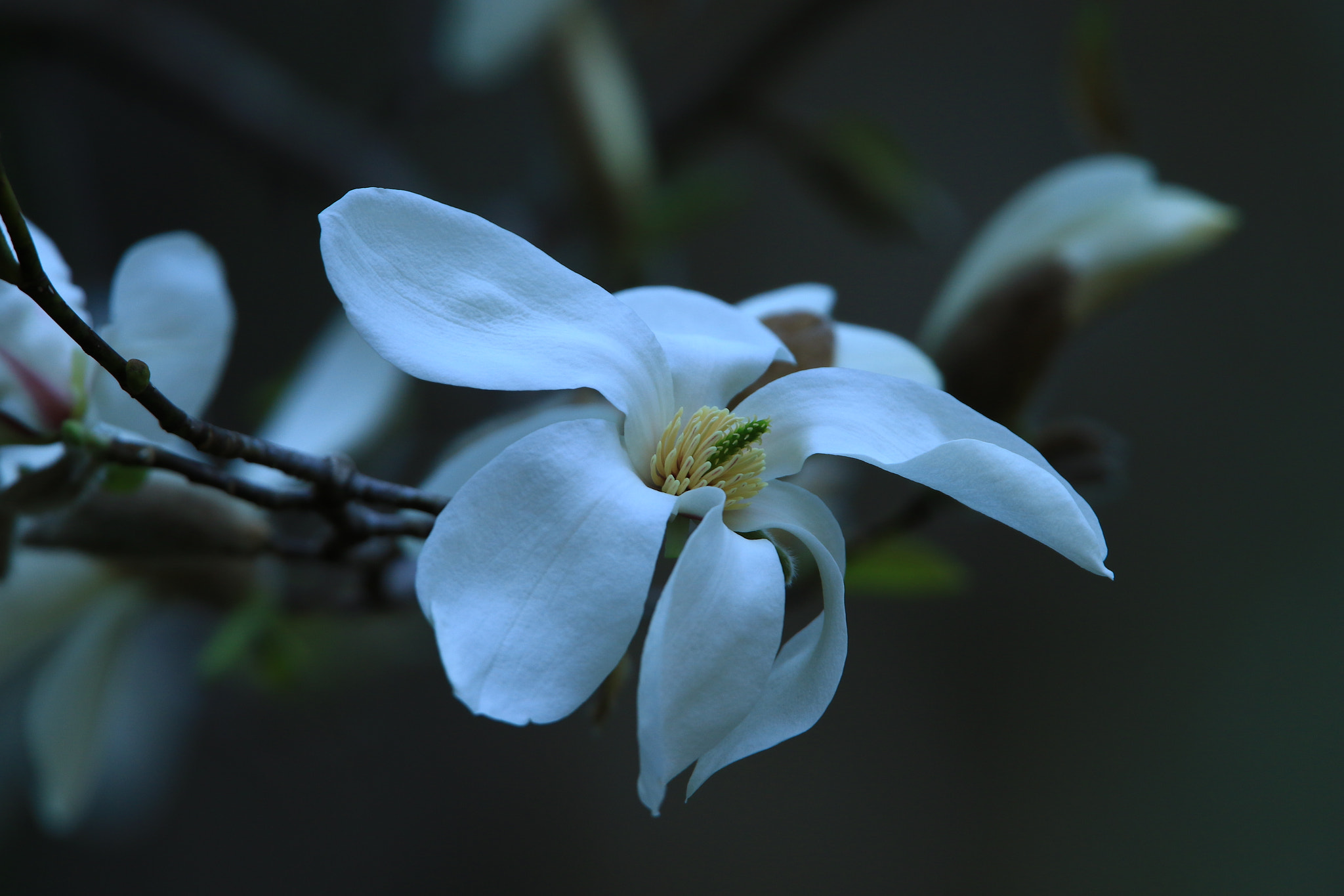 Canon EF 400mm F2.8L IS USM sample photo. Kobushi magnolia  コブシ photography