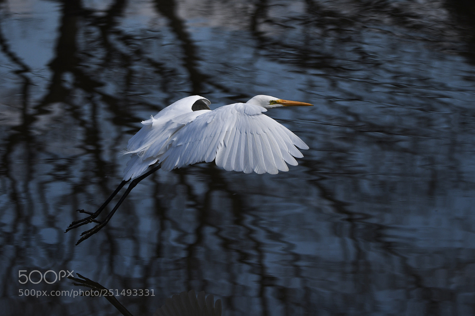 Nikon D500 sample photo. Great egret in a photography