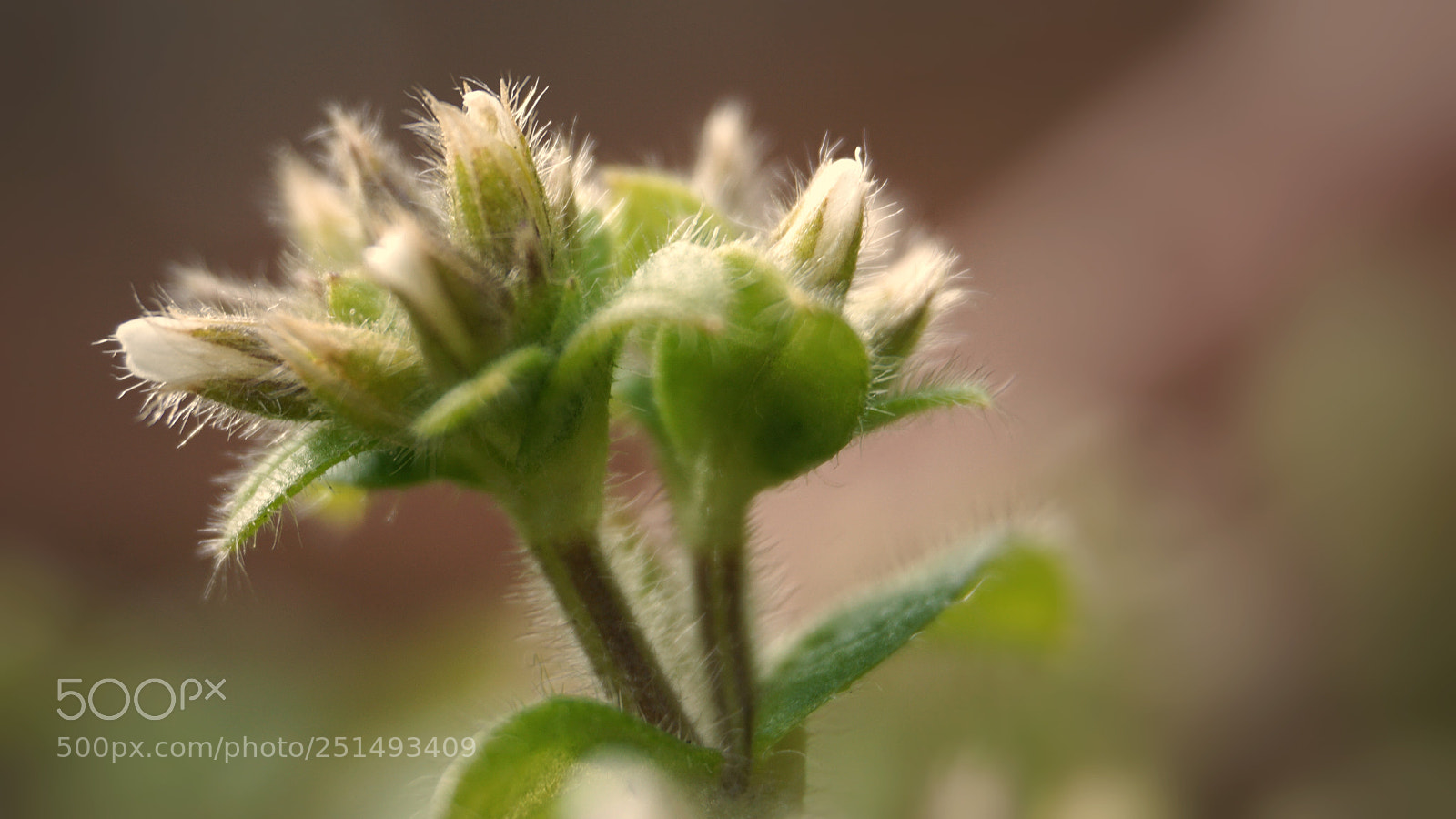 Sony a6000 sample photo. Weed photography