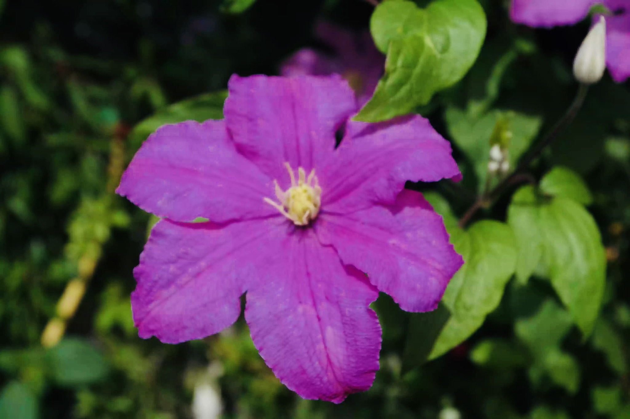 Pentax K-S1 sample photo