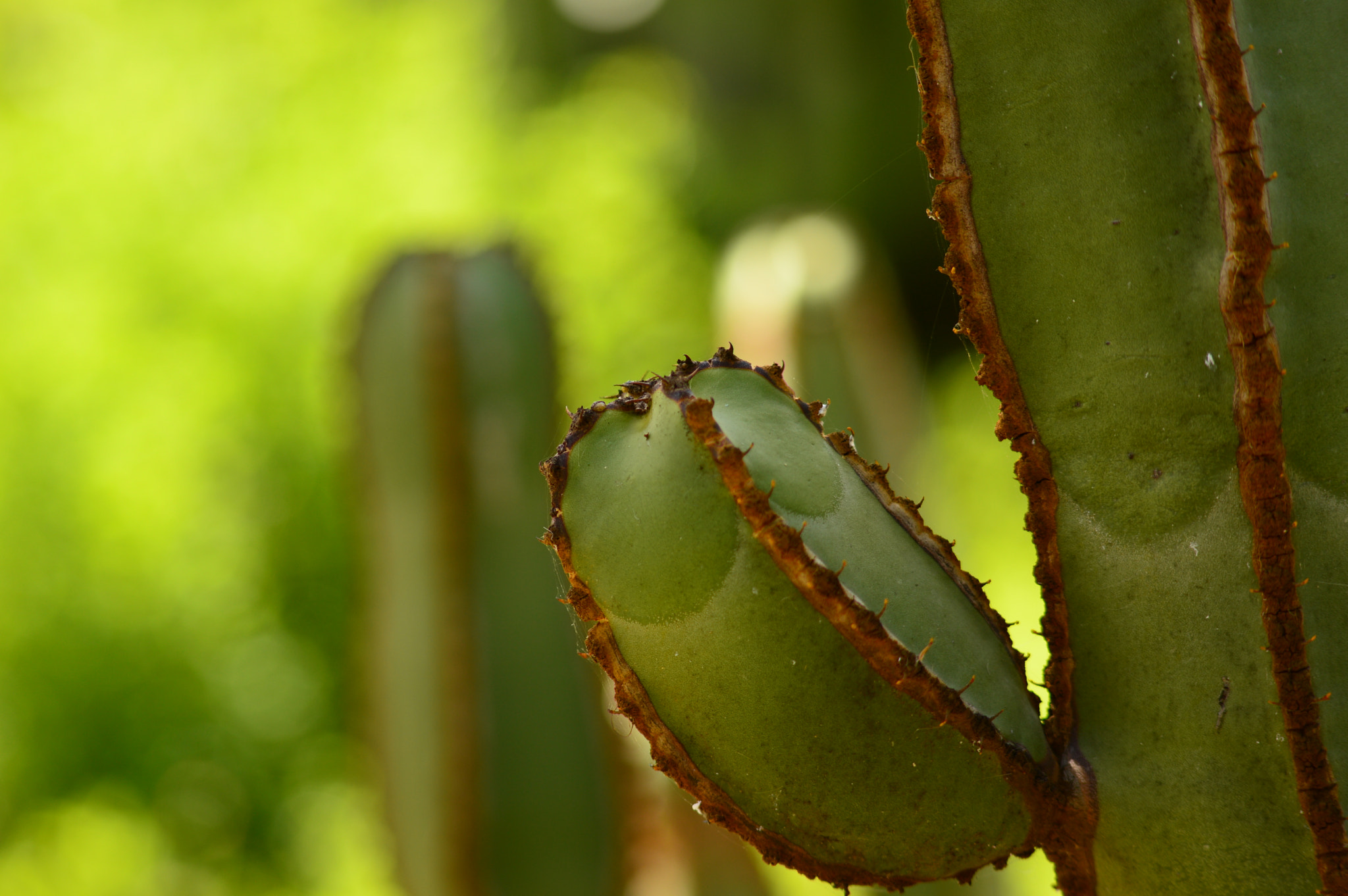 Sigma 70-300mm F4-5.6 APO DG Macro sample photo. Kyt photography