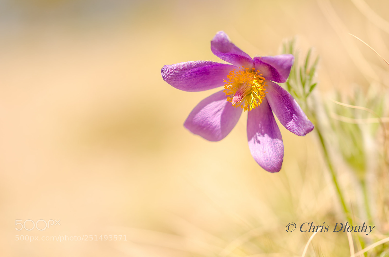 Nikon D7000 sample photo. Pulsatilla vulgars photography