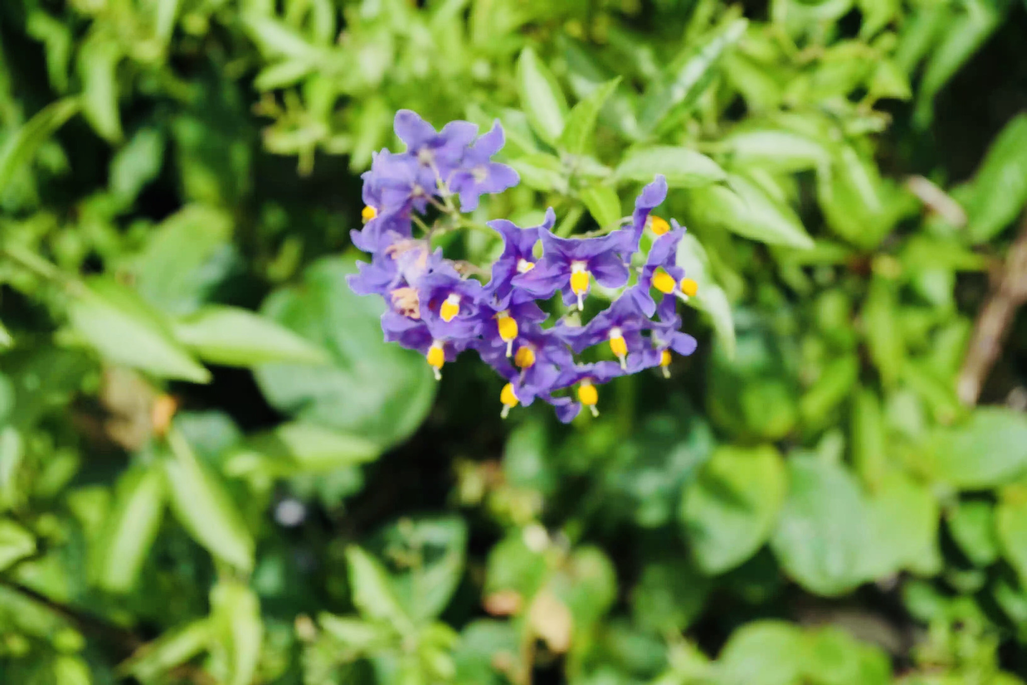 Pentax K-S1 sample photo