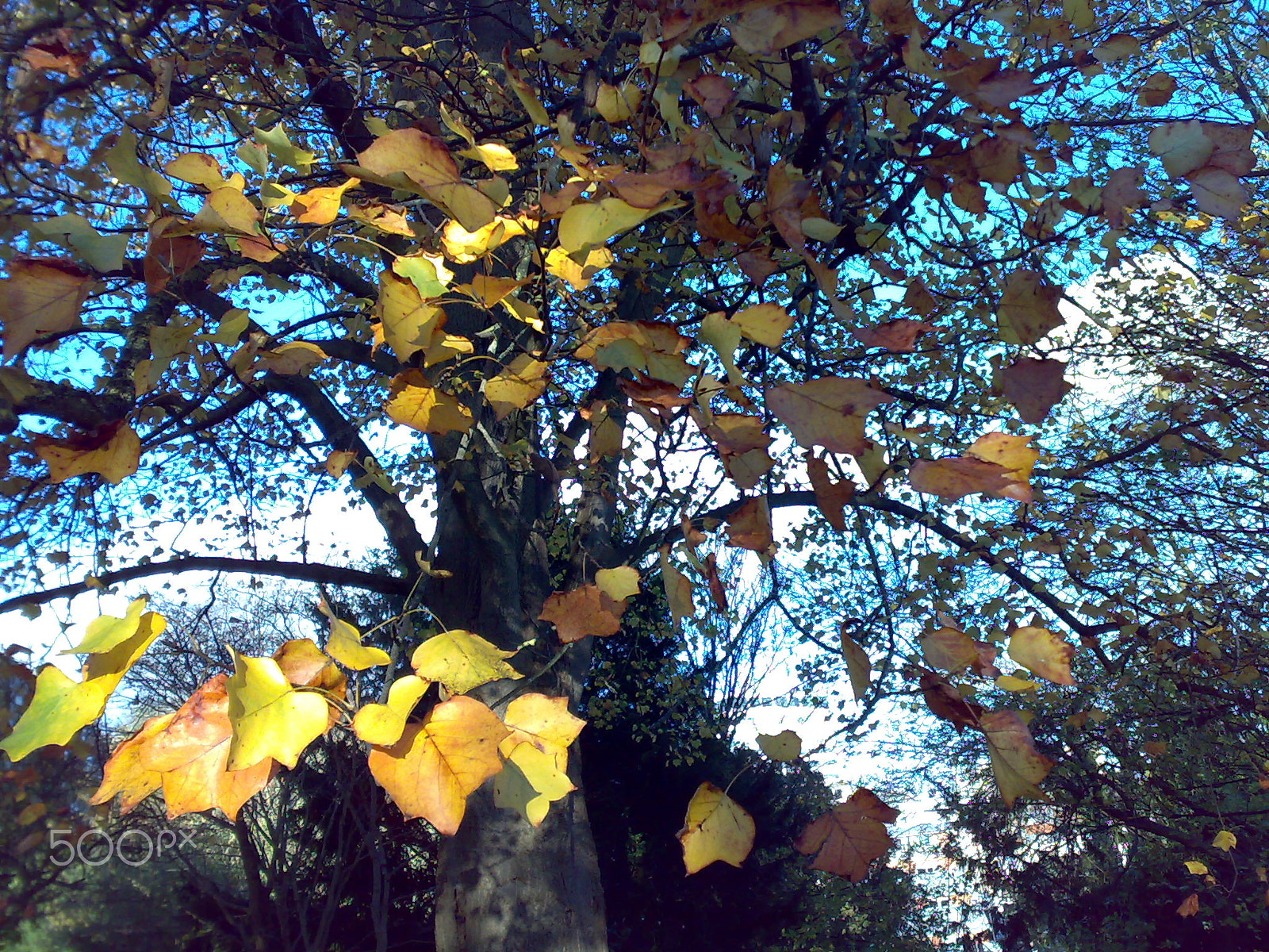 Nokia N73 sample photo. Tree in autumn photography