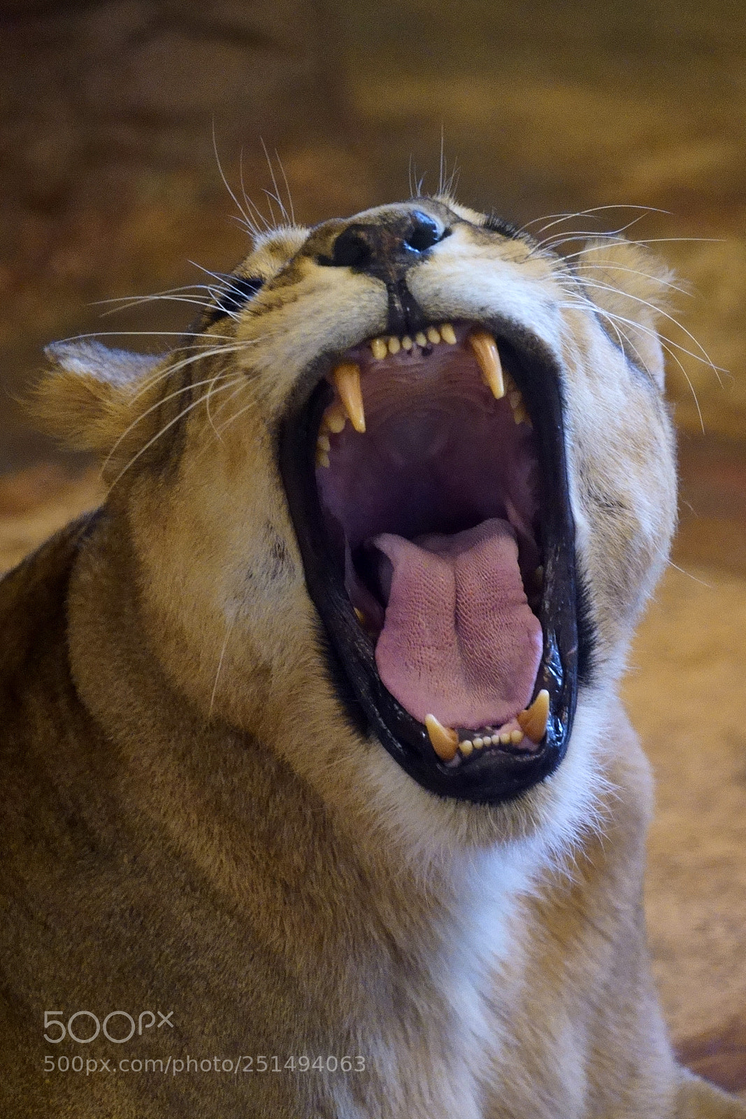 Sony a7 III sample photo. Zoo salzburg photography