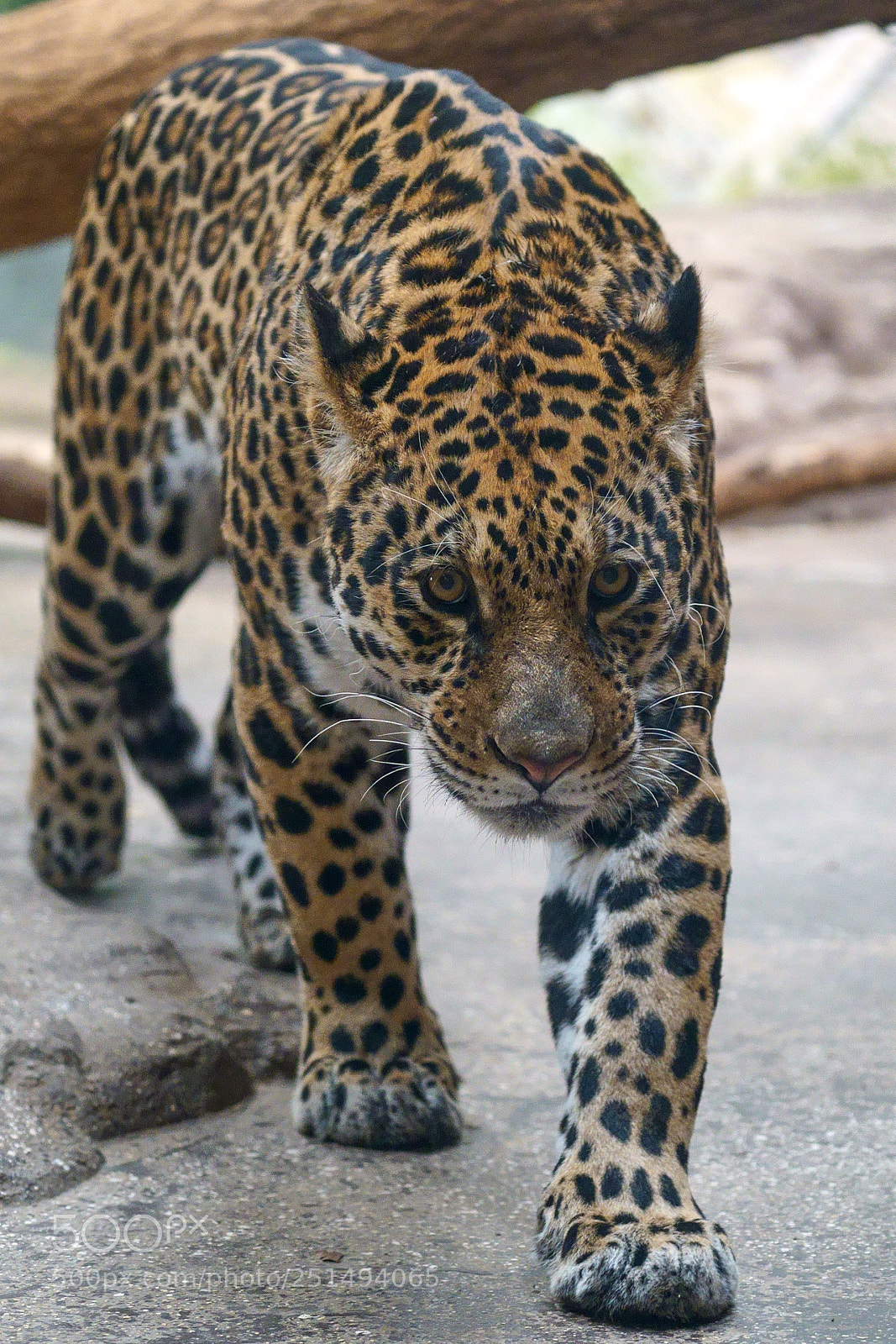 Sony a7 III sample photo. Zoo salzburg photography