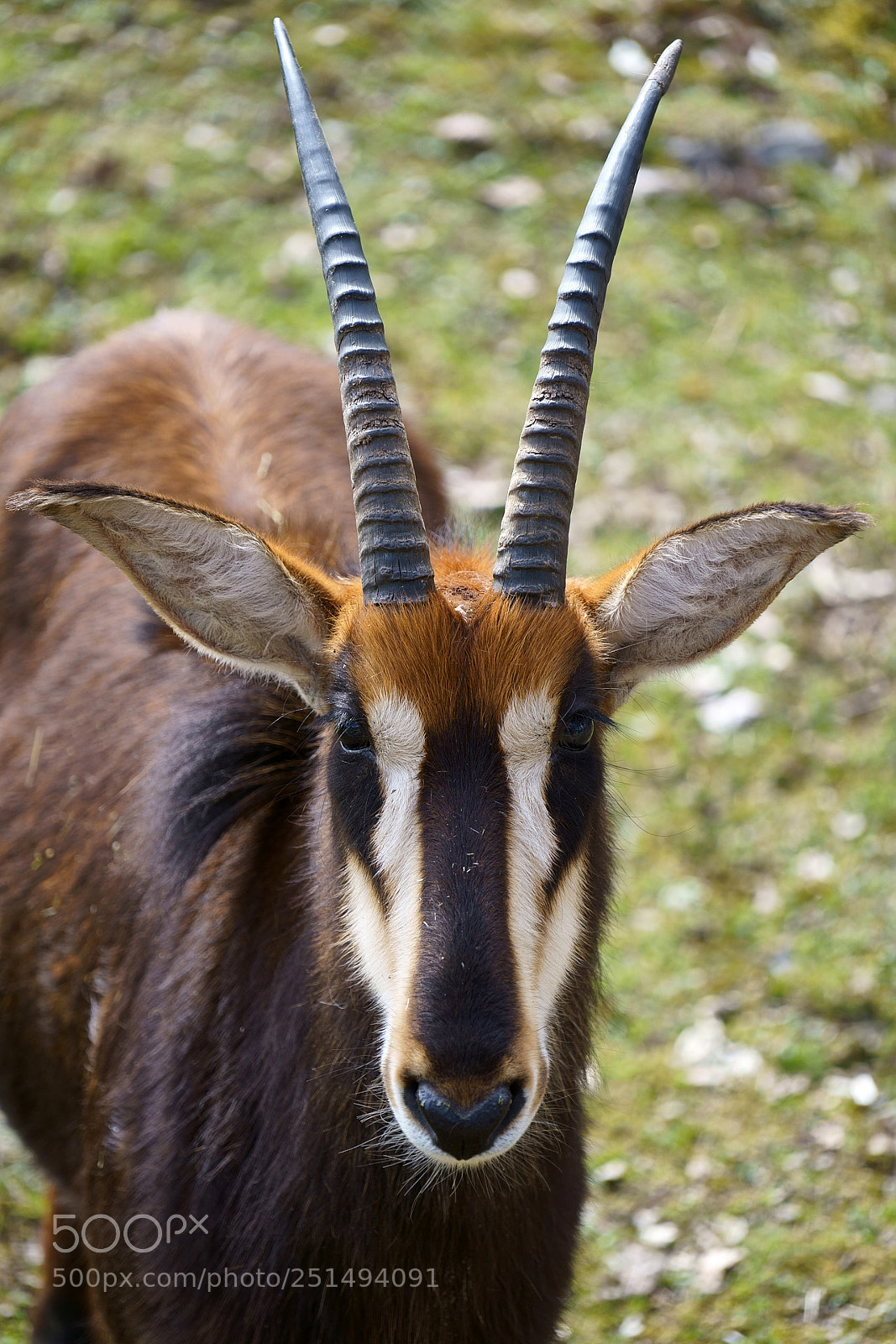 Sony a7 III sample photo. Zoo salzburg photography