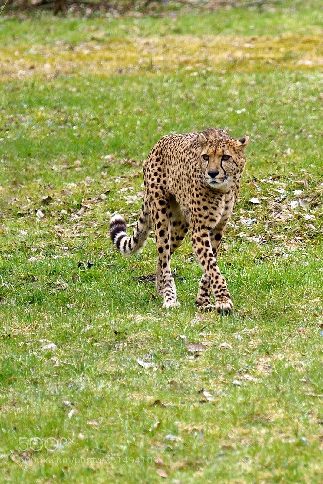 Sony a7 III sample photo. Zoo salzburg photography