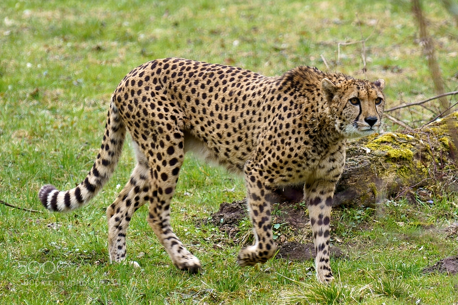 Sony a7 III sample photo. Zoo salzburg photography