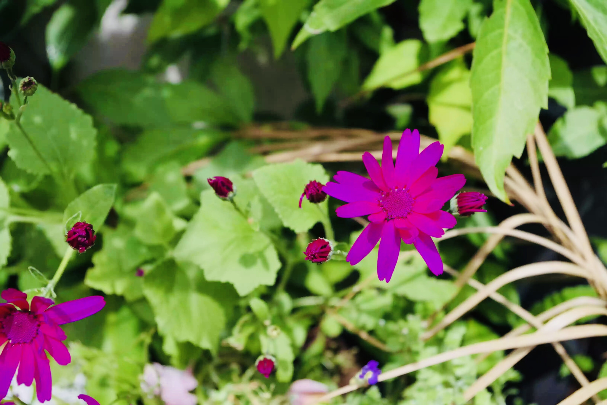 Pentax K-S1 sample photo