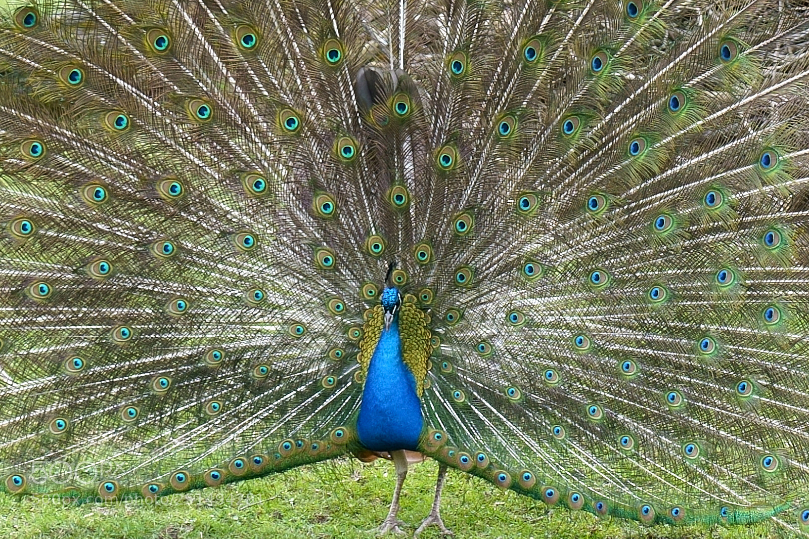 Sony a7 III sample photo. Zoo salzburg photography