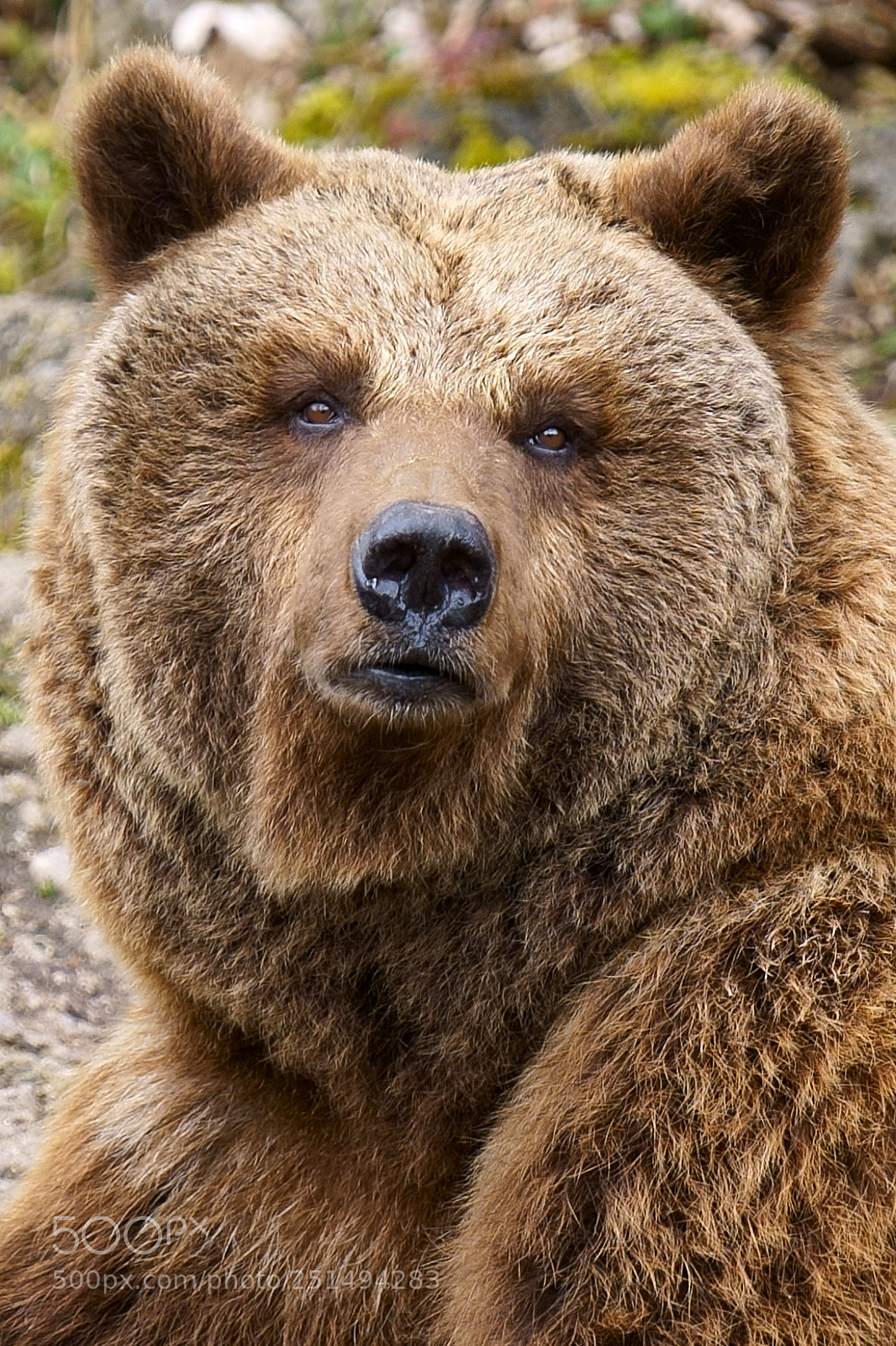 Sony a7 III sample photo. Zoo salzburg photography