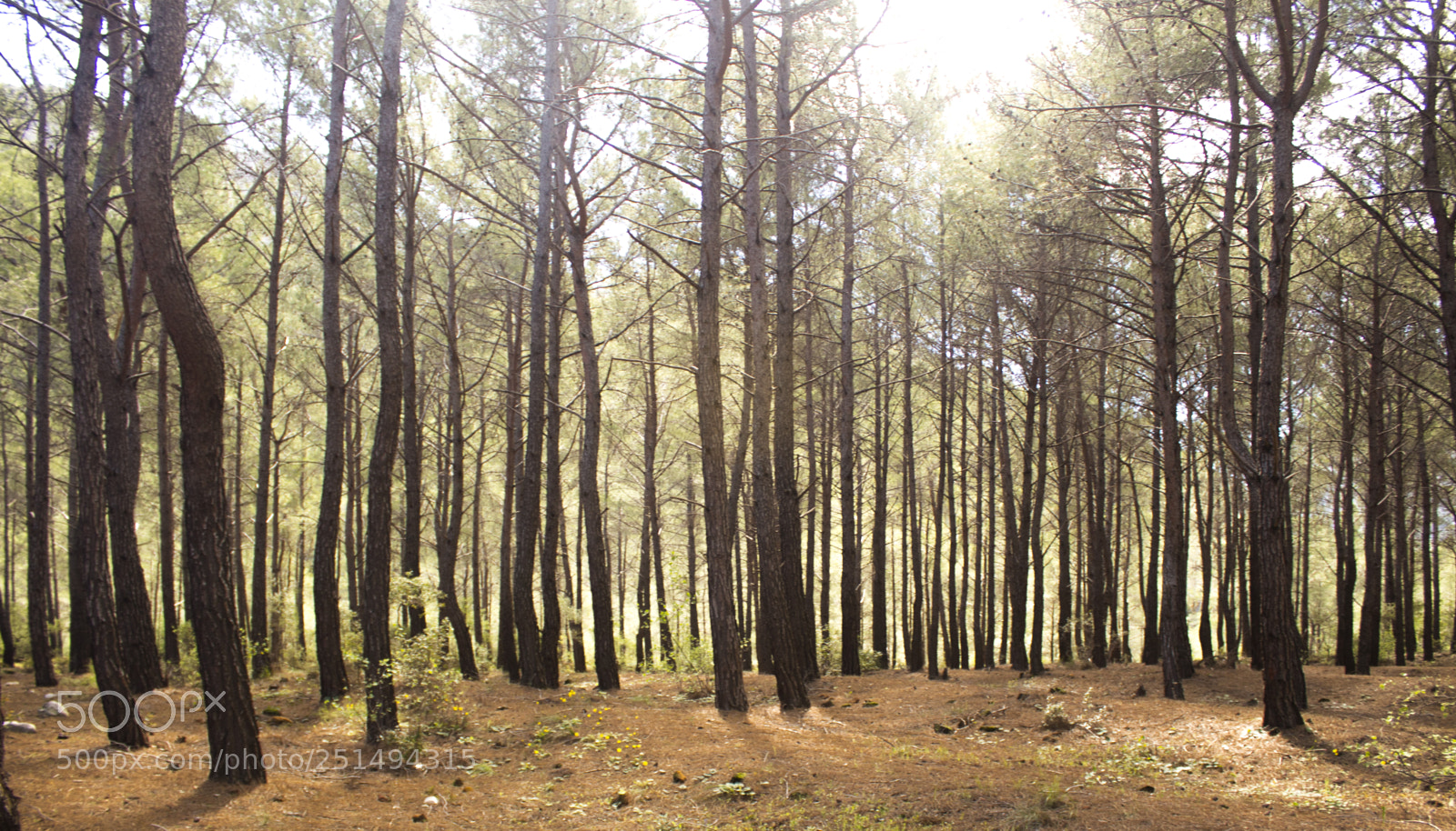 Canon EOS 1300D (EOS Rebel T6 / EOS Kiss X80) sample photo. Texture of the forest photography