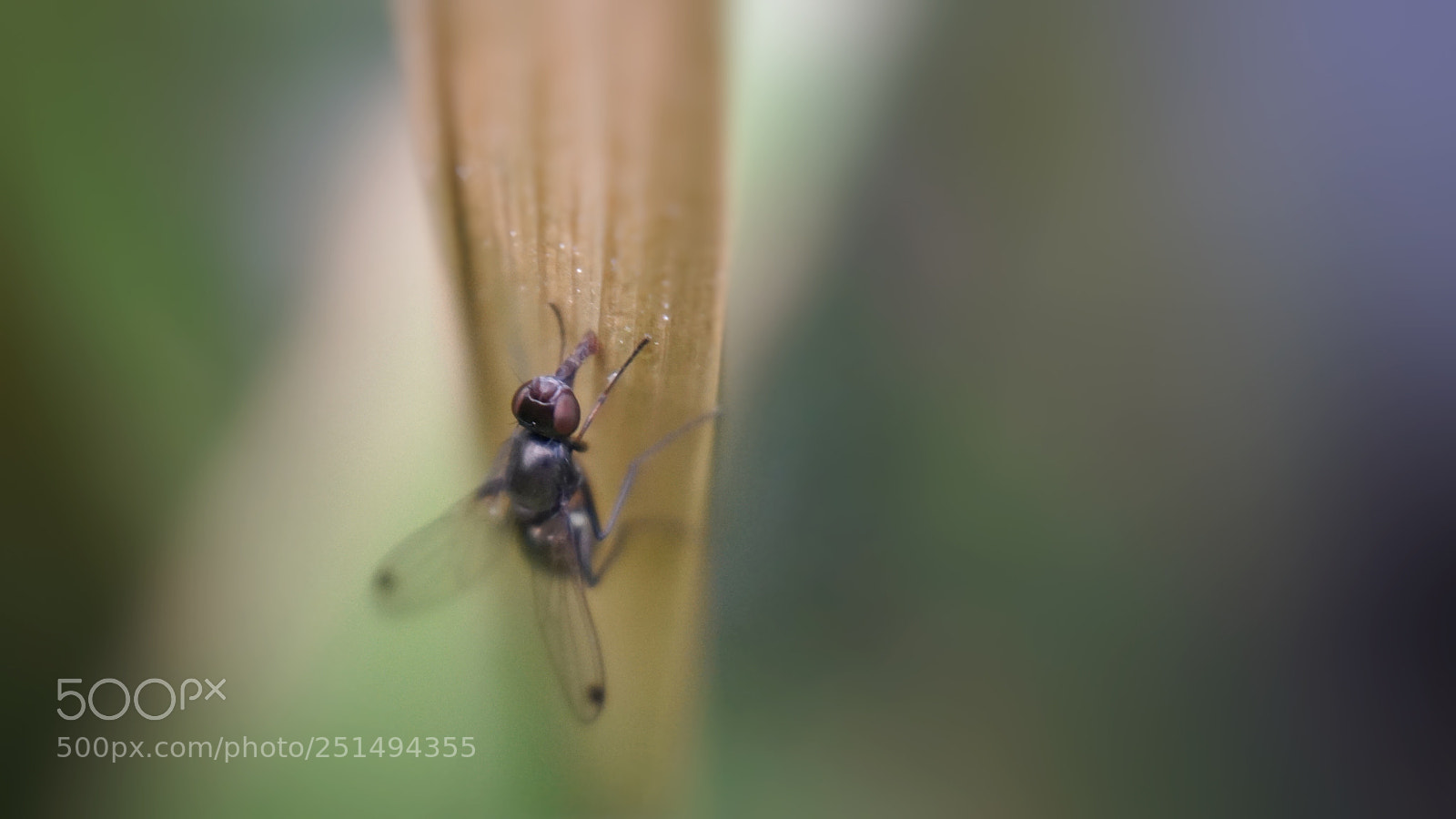 Sony a6000 sample photo. Fly photography
