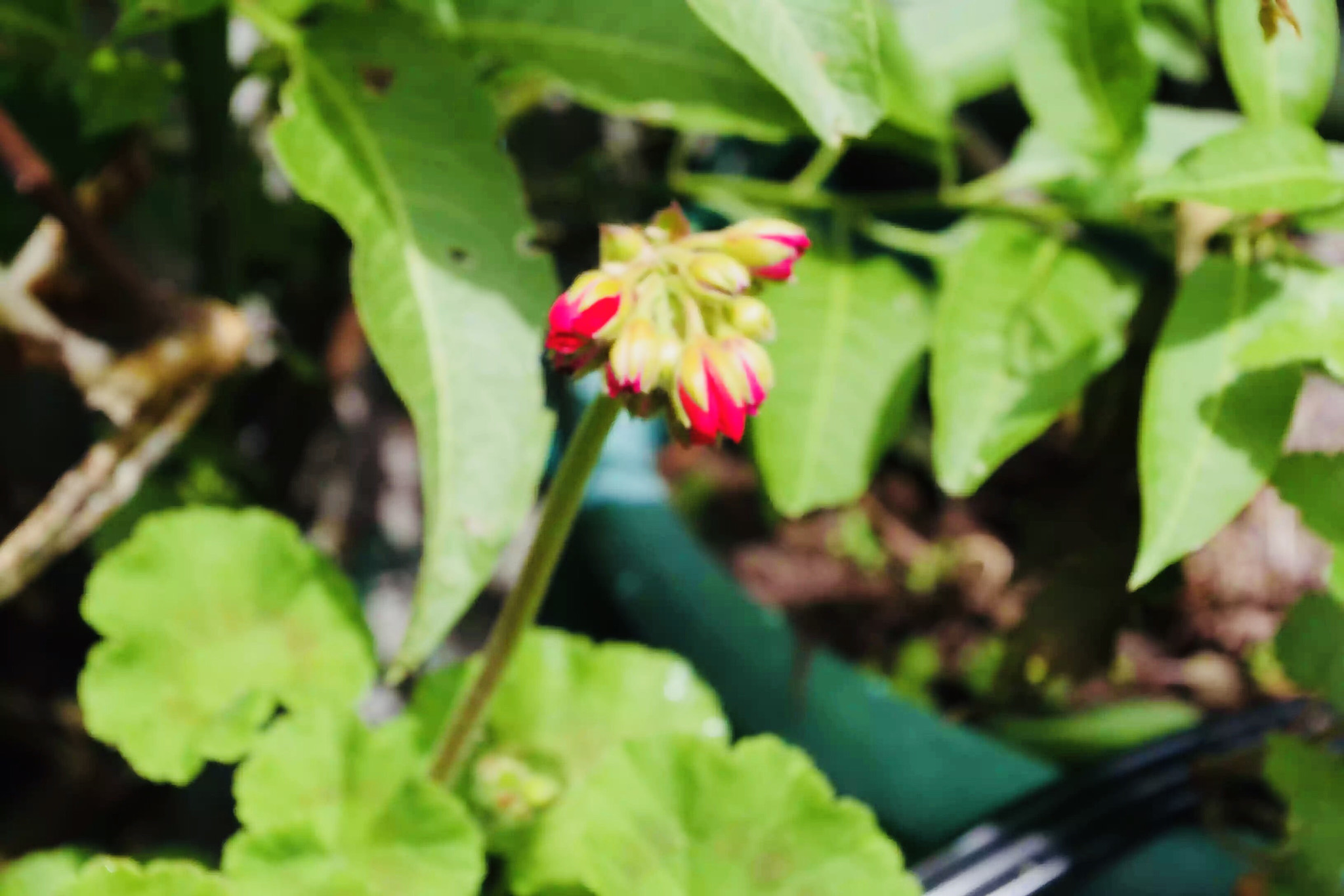 Pentax K-S1 sample photo