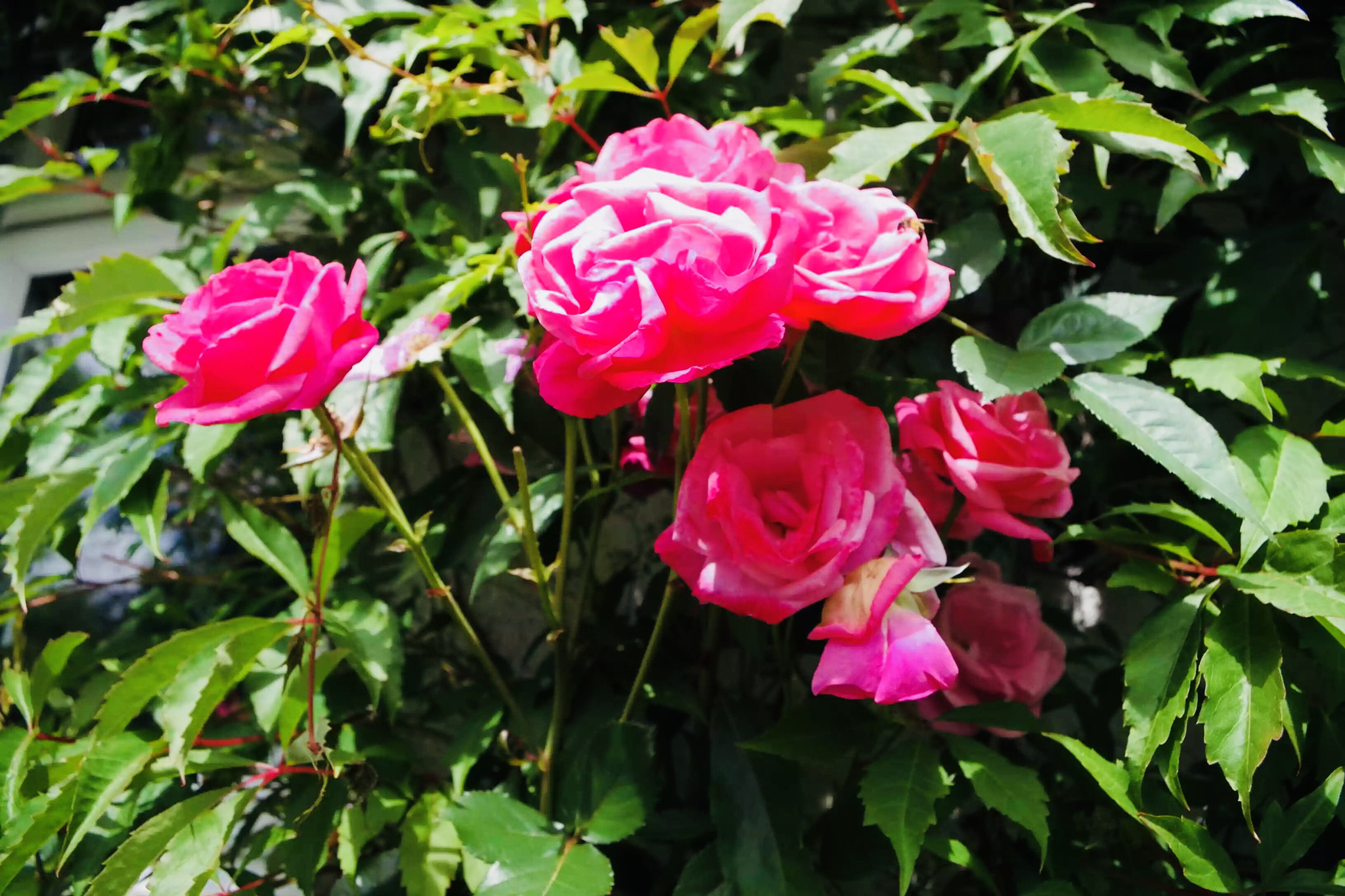 Pentax K-S1 sample photo