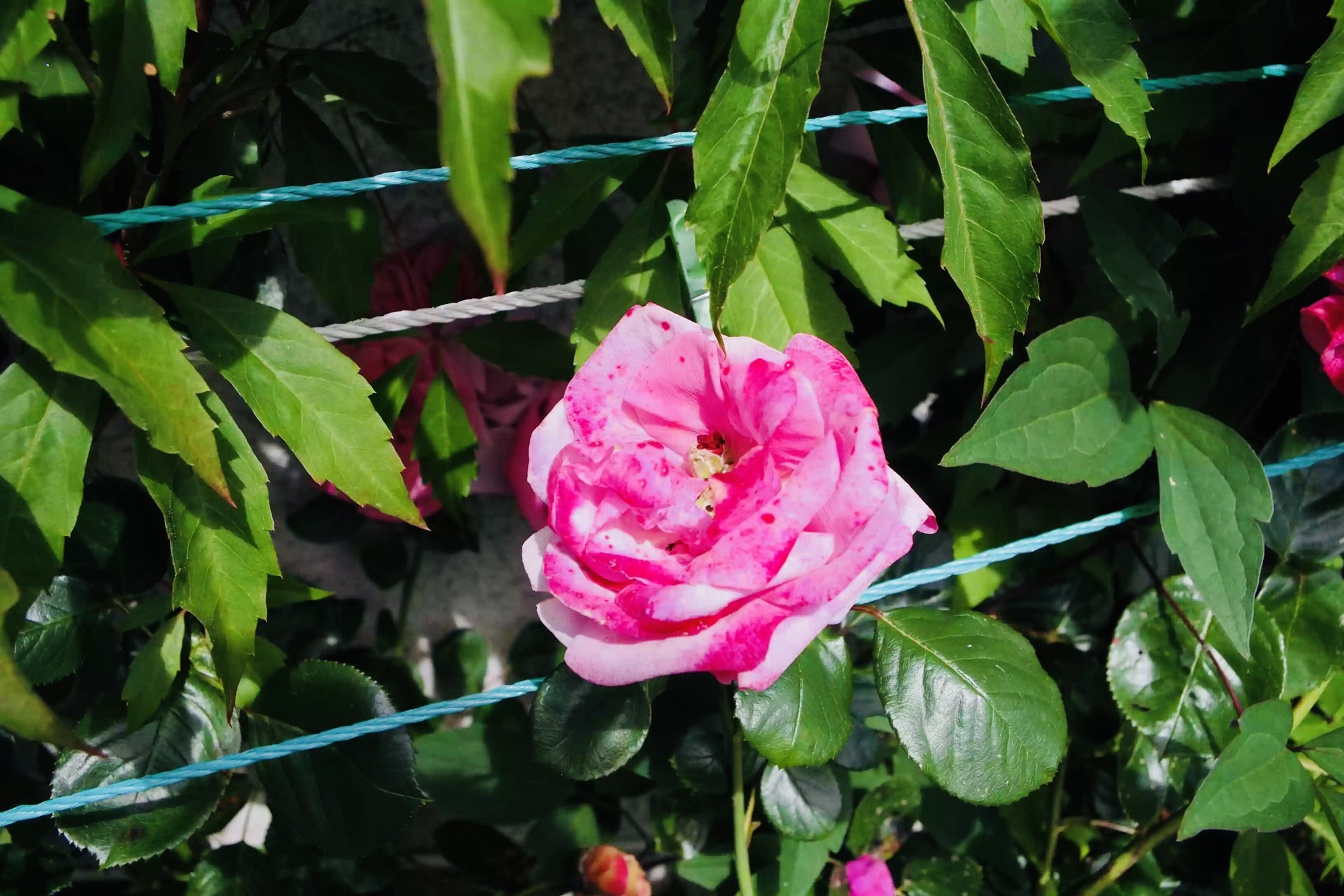 Pentax K-S1 sample photo