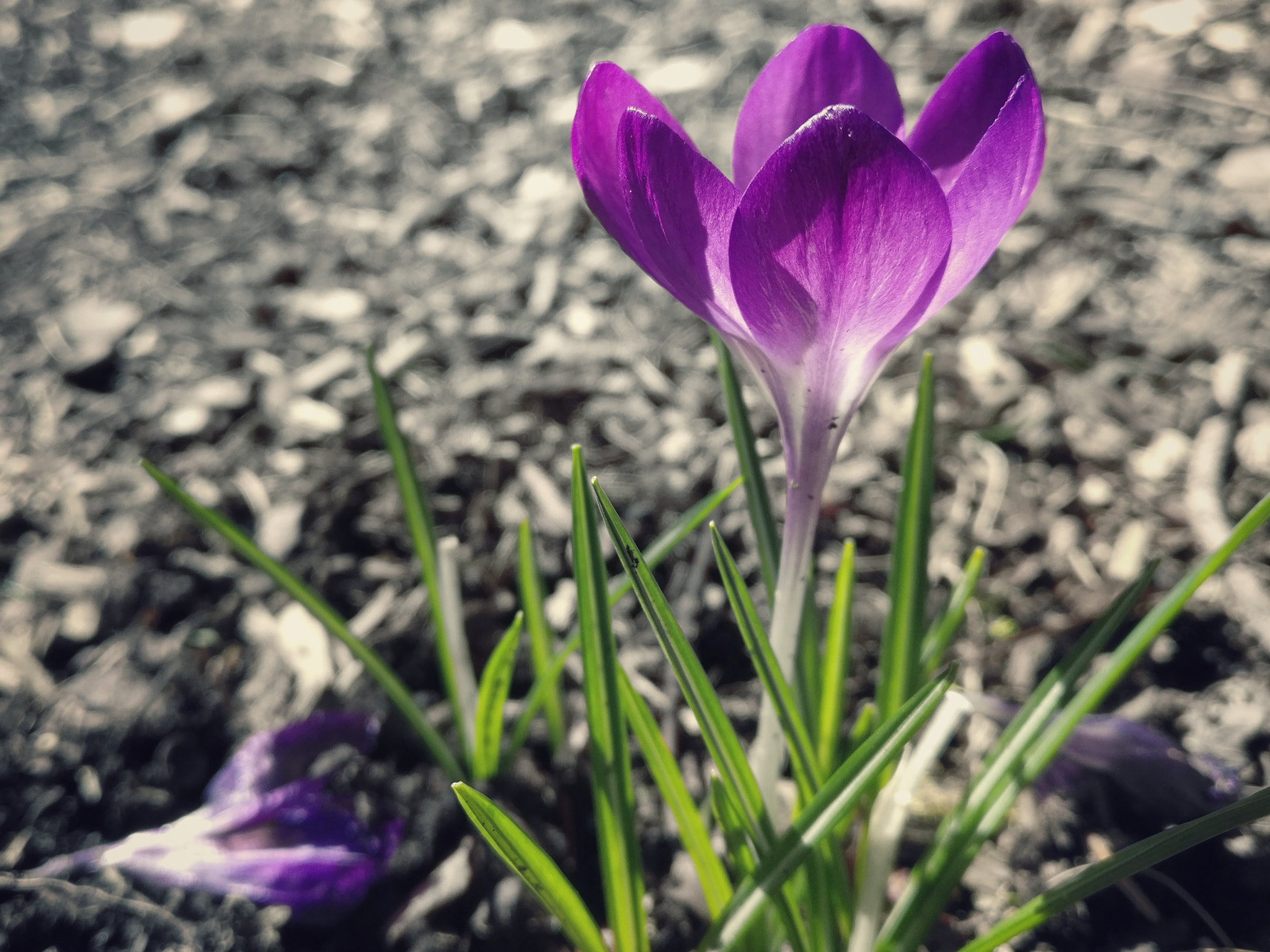 OnePlus A3000 sample photo. Spring colorburst photography