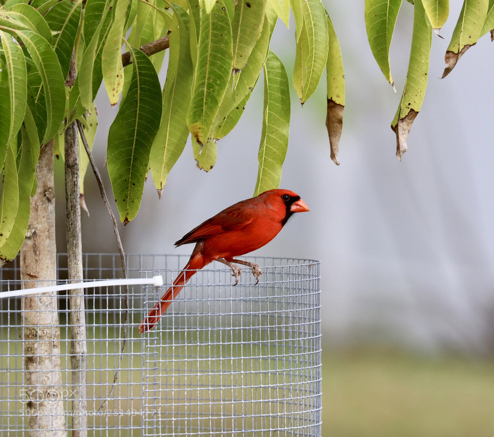 Canon EOS 80D sample photo. Northern cardinal  photography