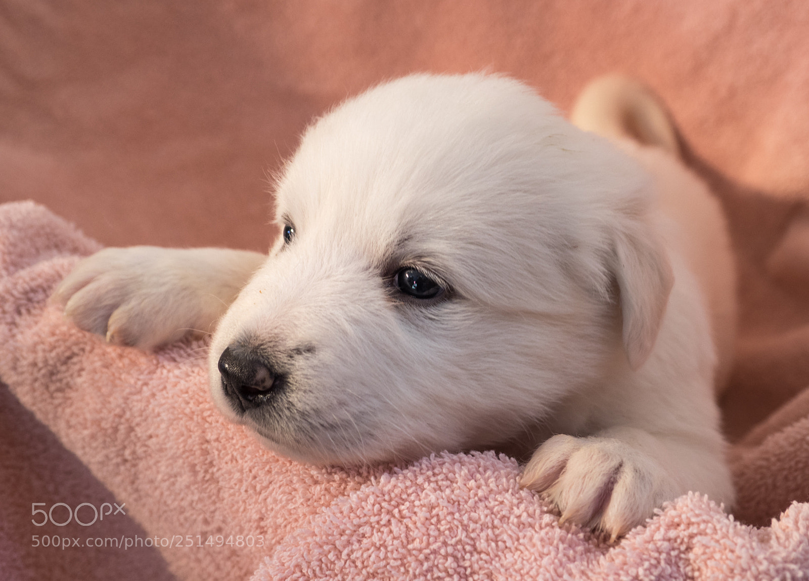 Olympus OM-D E-M1 sample photo. Sweet girl photography