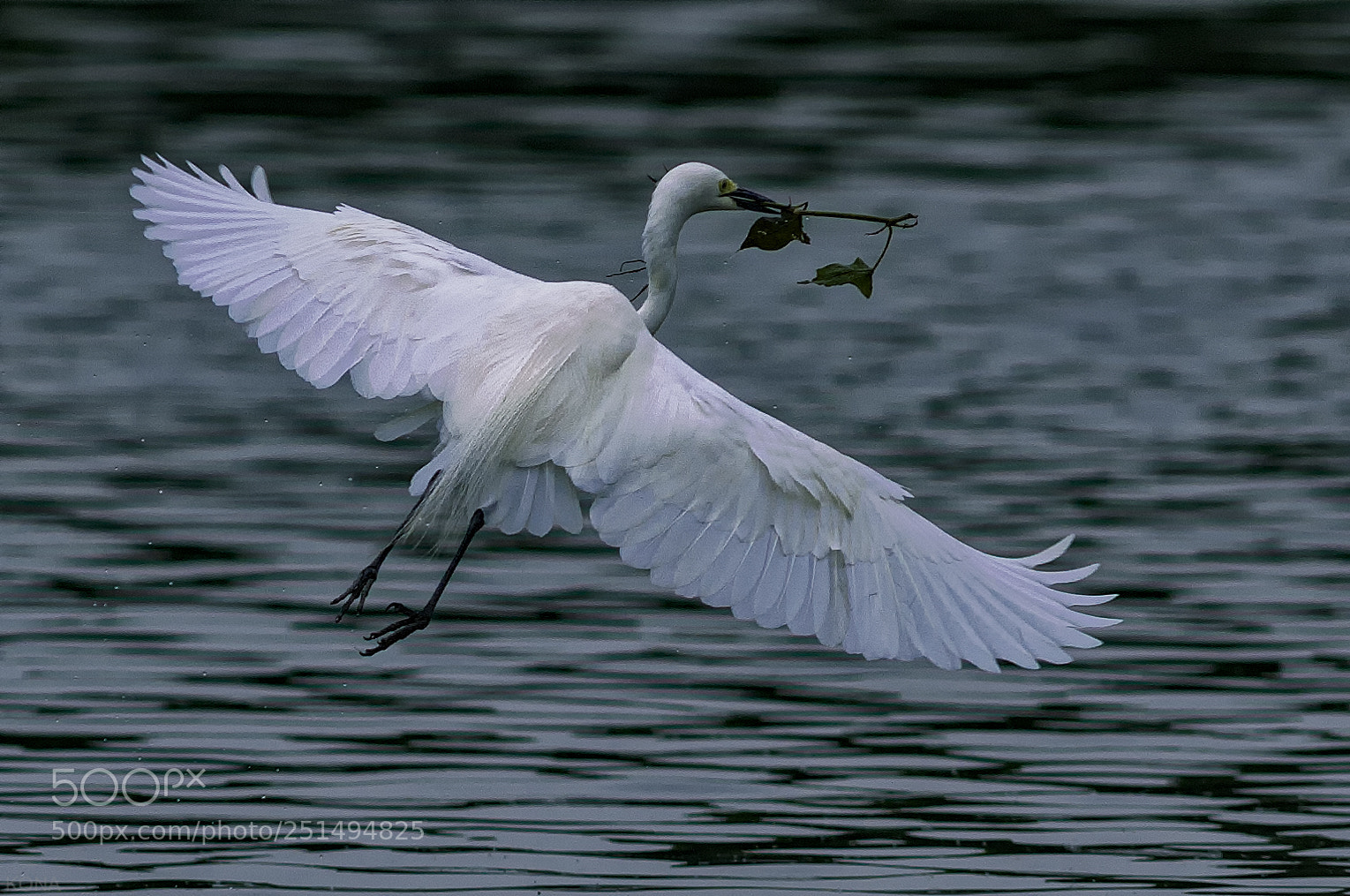 Nikon D3 sample photo. Sagi photography