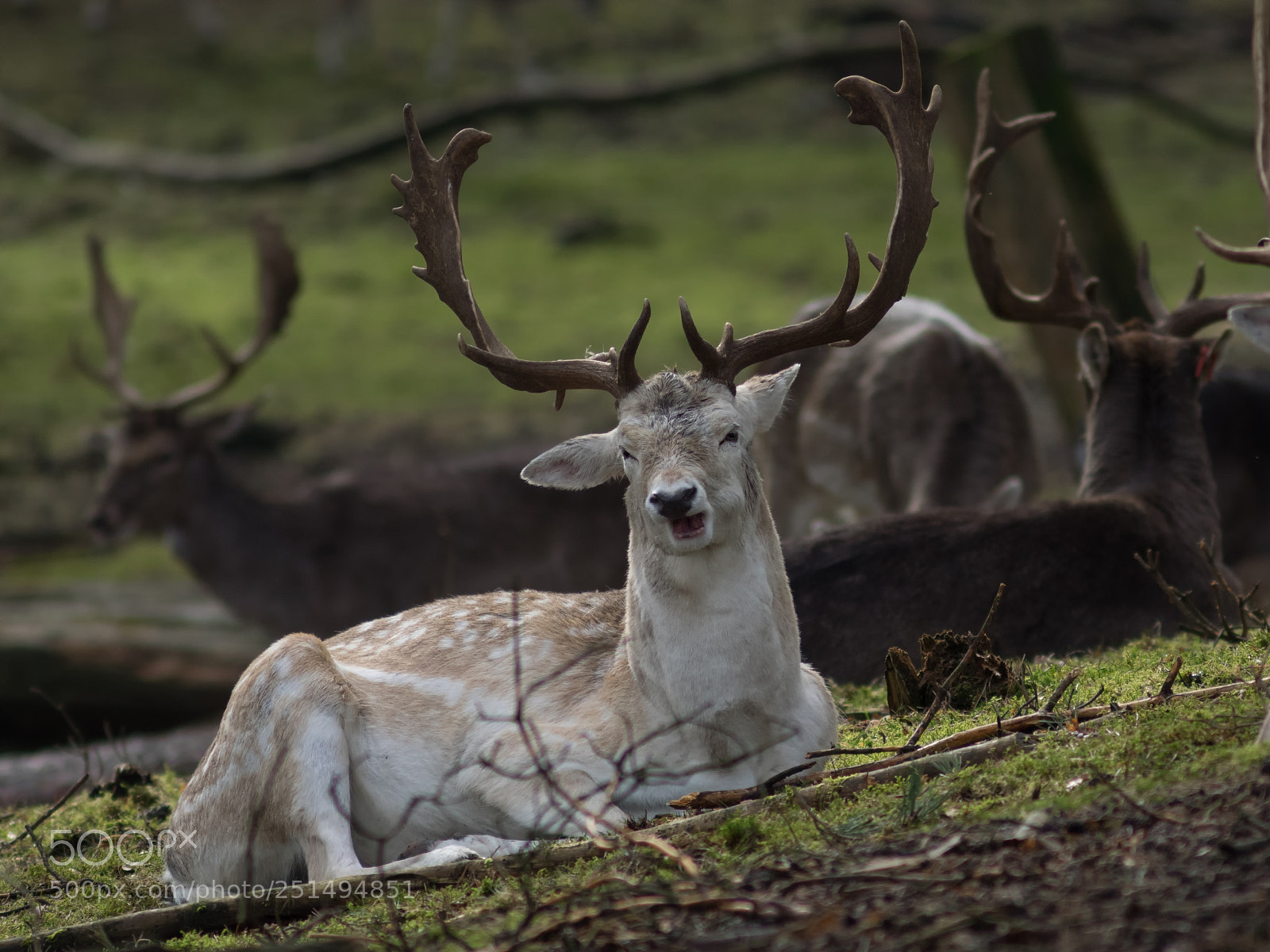 Olympus OM-D E-M1 sample photo. Damwild photography