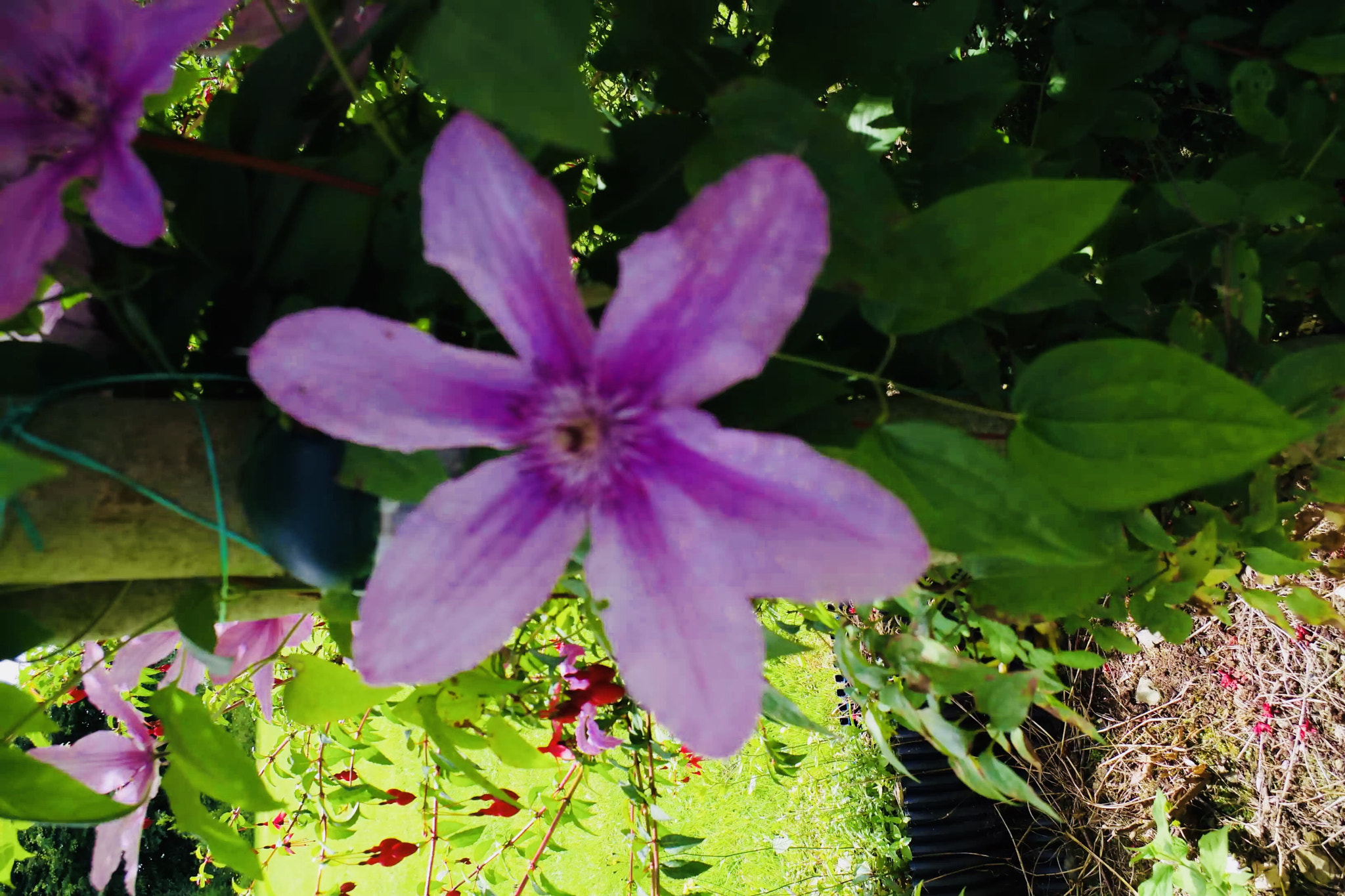 Pentax K-S1 sample photo