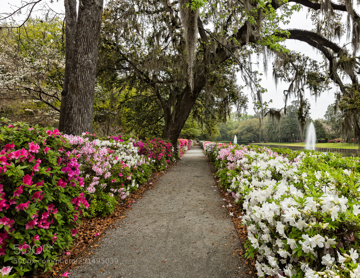 Canon EOS 5DS sample photo. Walking through the azelea photography