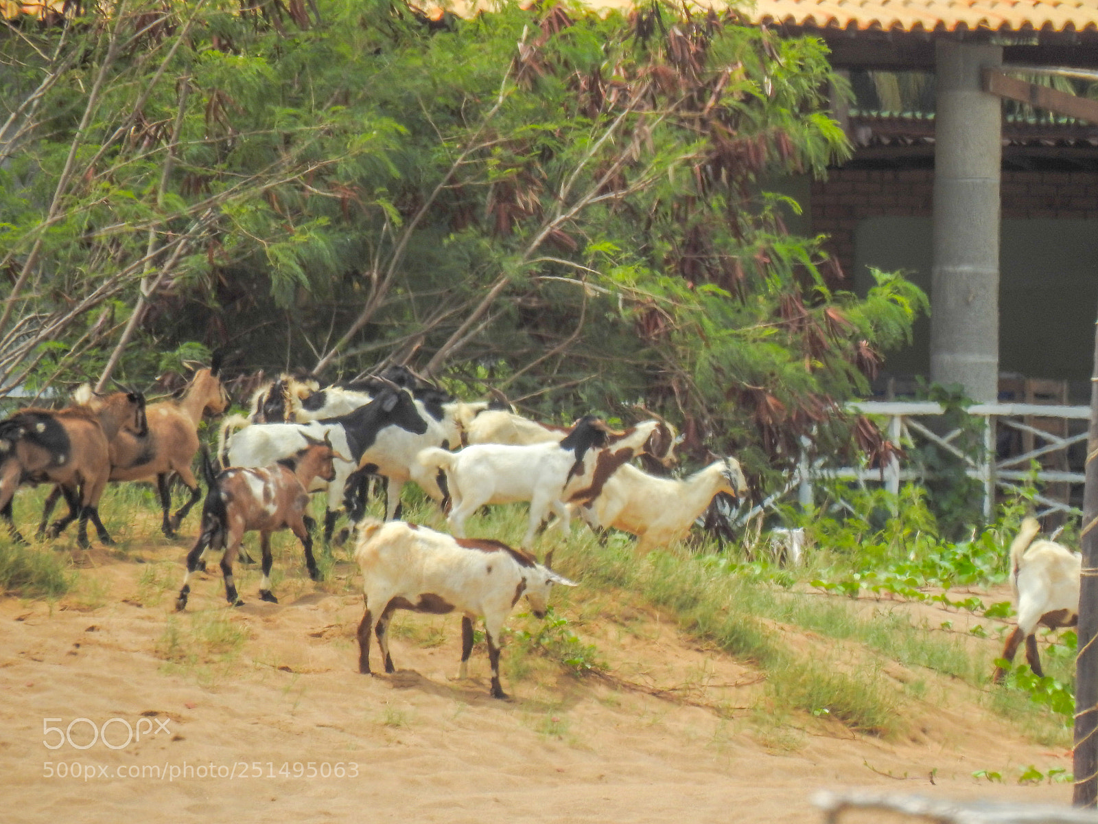 Nikon Coolpix P900 sample photo. Caprinos na praia photography