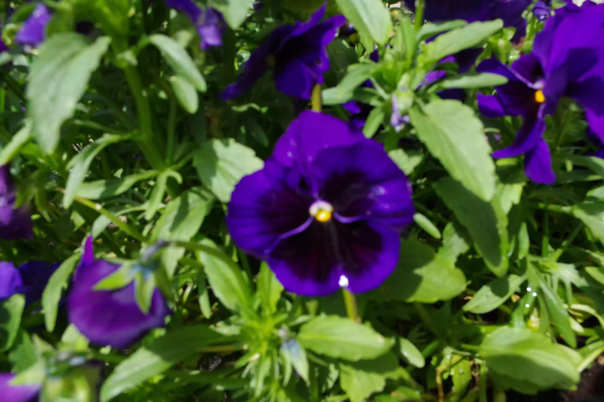 Pentax K-S1 sample photo