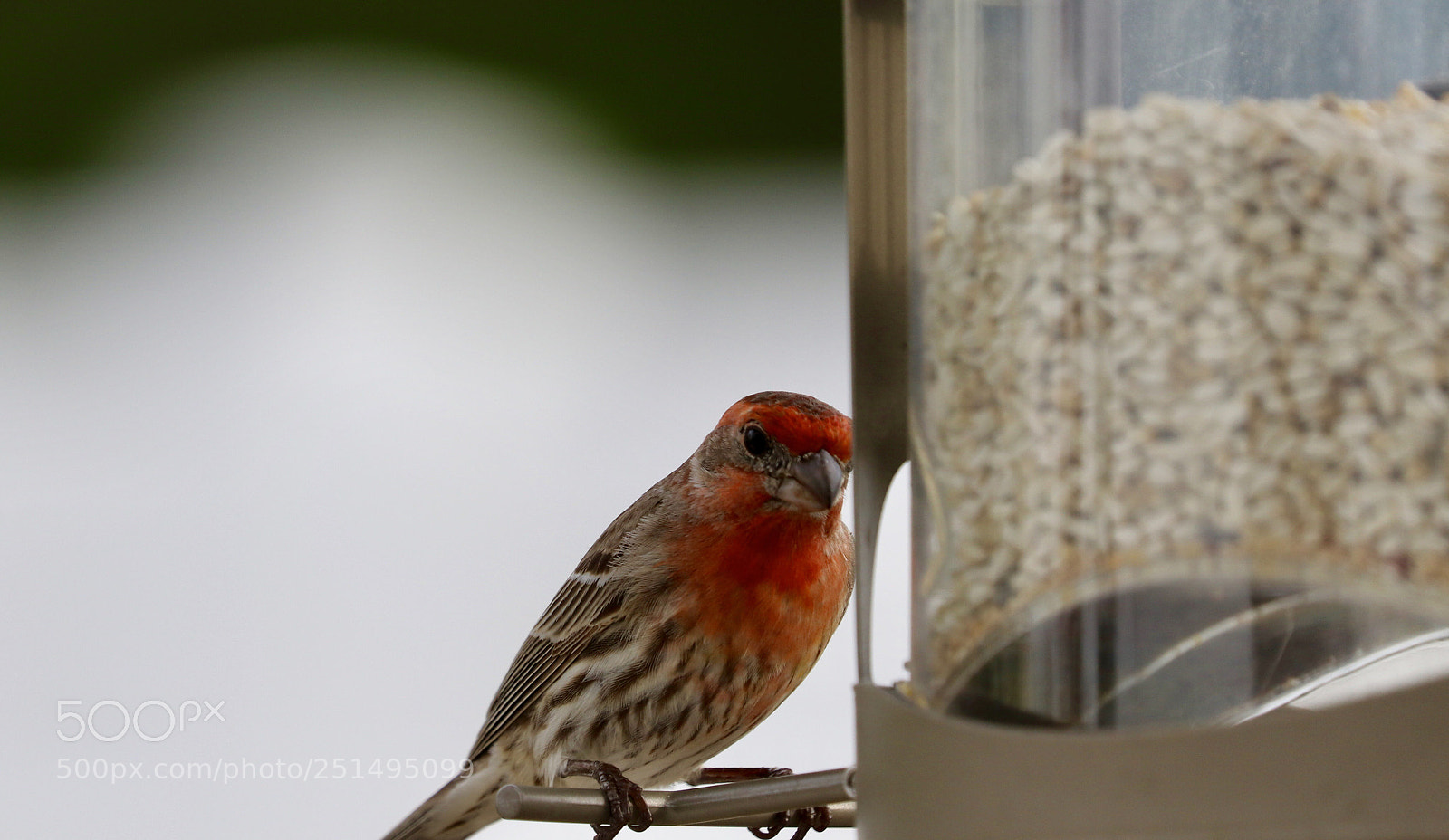 Canon EOS 80D sample photo. Red finch photography