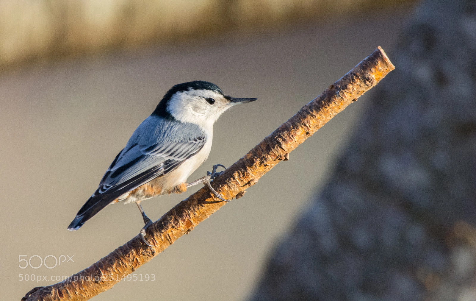 Nikon D5200 sample photo. White-breasted nuthatch perched in photography