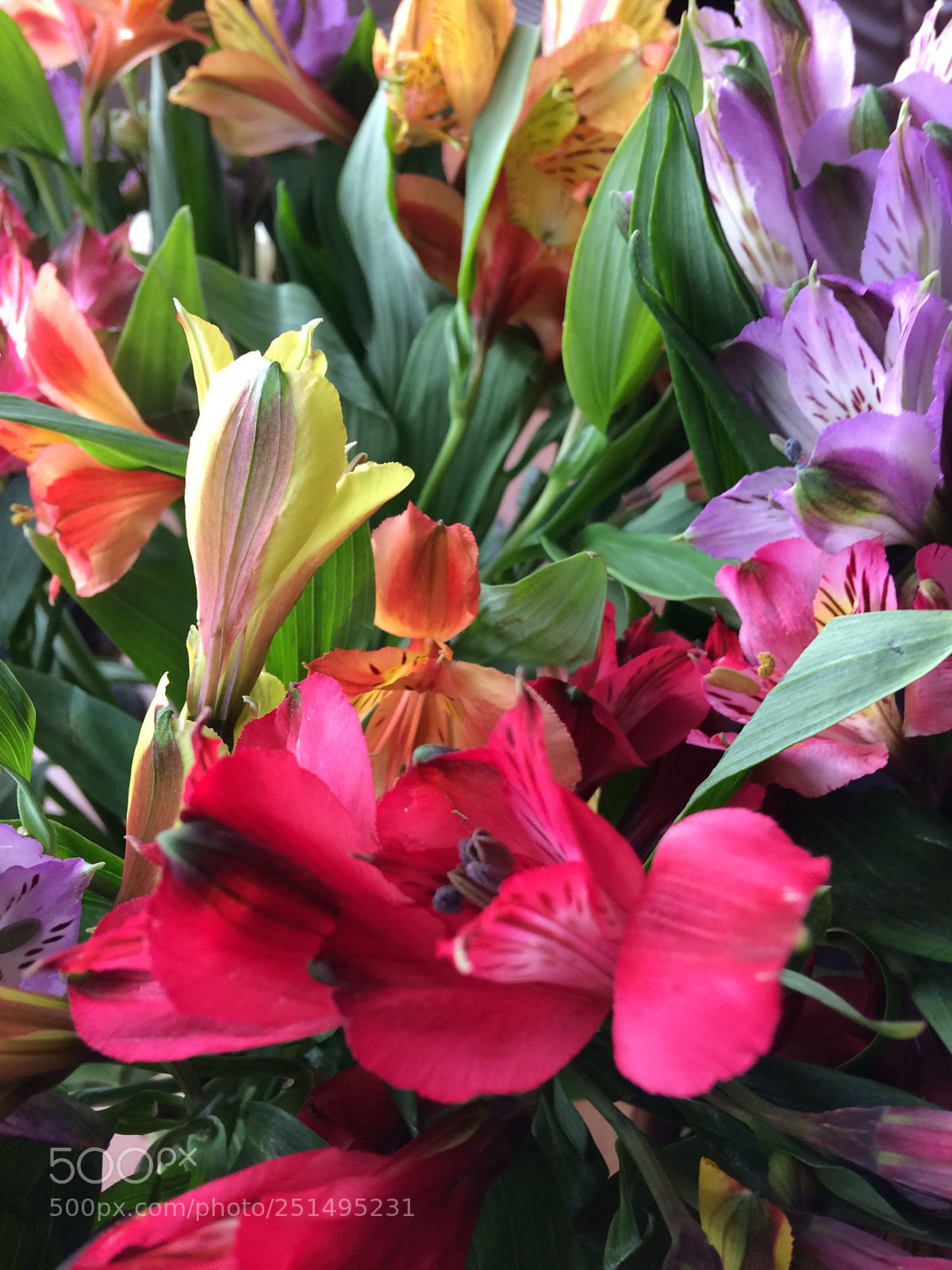 Apple iPhone 5s sample photo. Floral display photography