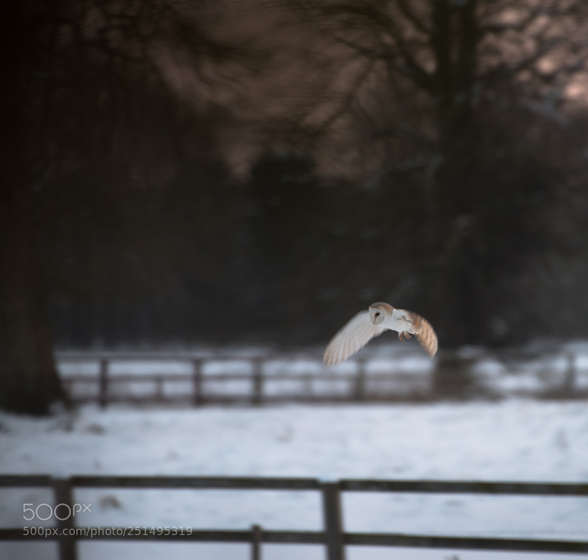 Nikon D810 sample photo. Barn owl photography