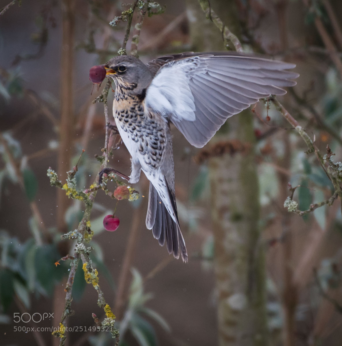 Nikon D810 sample photo. Fieldfare and crab apples photography