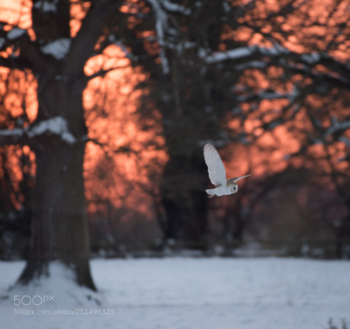 Nikon D810 sample photo. Barn owl at sunset photography