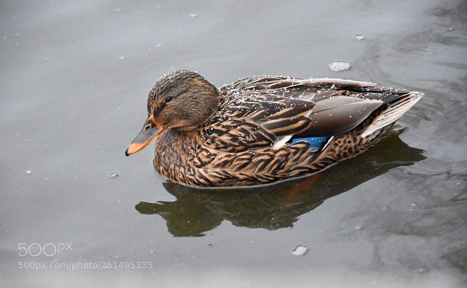 Nikon D7200 sample photo. In the snow photography