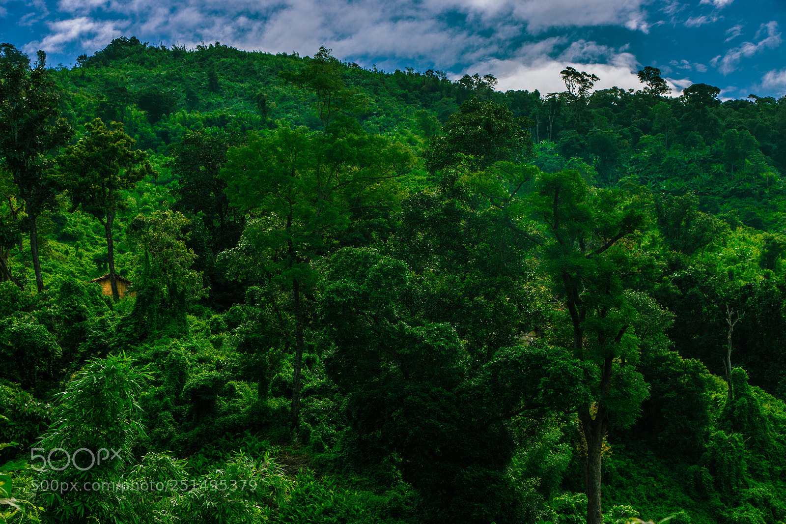 Canon EOS 70D sample photo. Green valvet of my photography