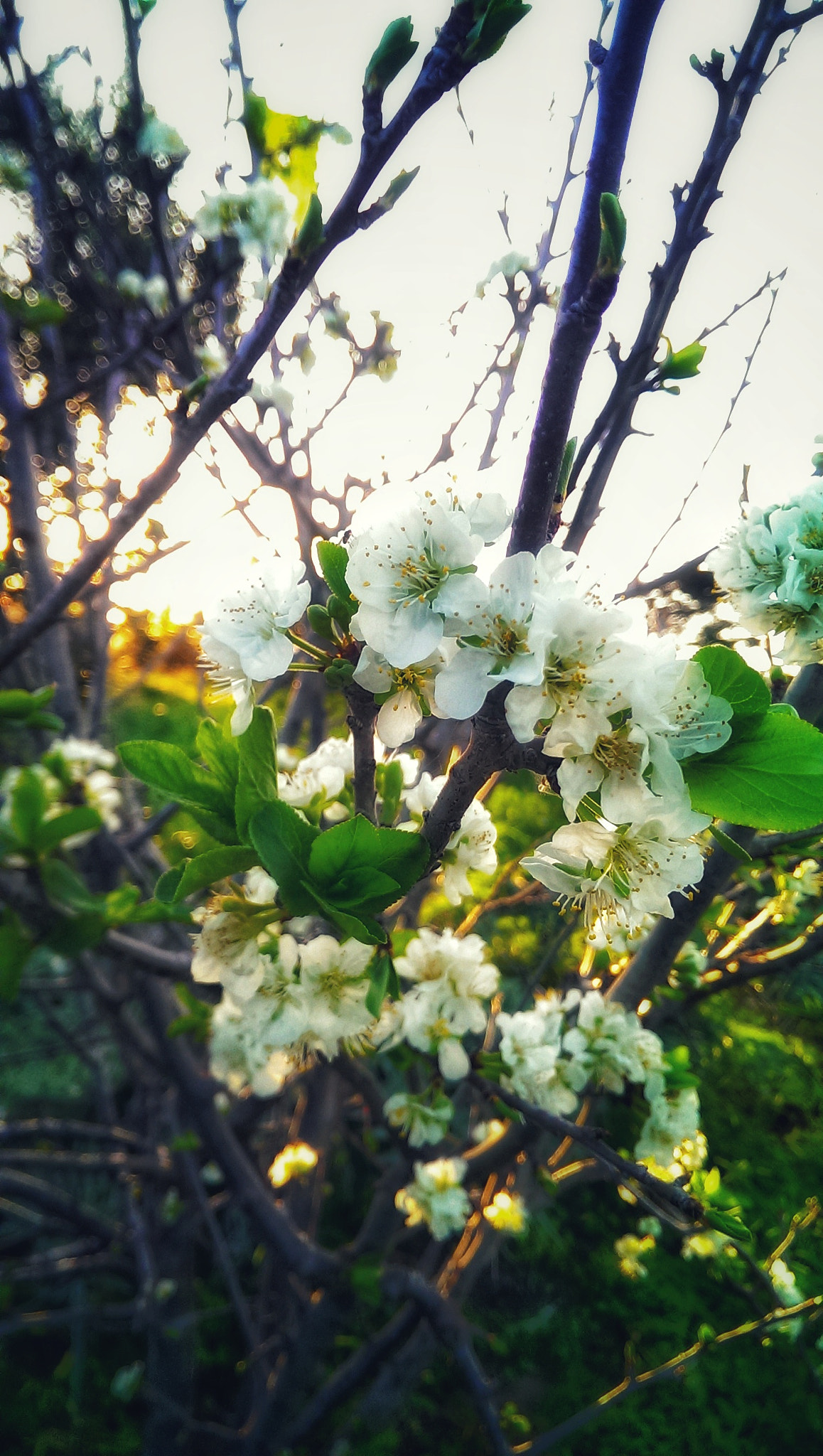 HTC ONE sample photo