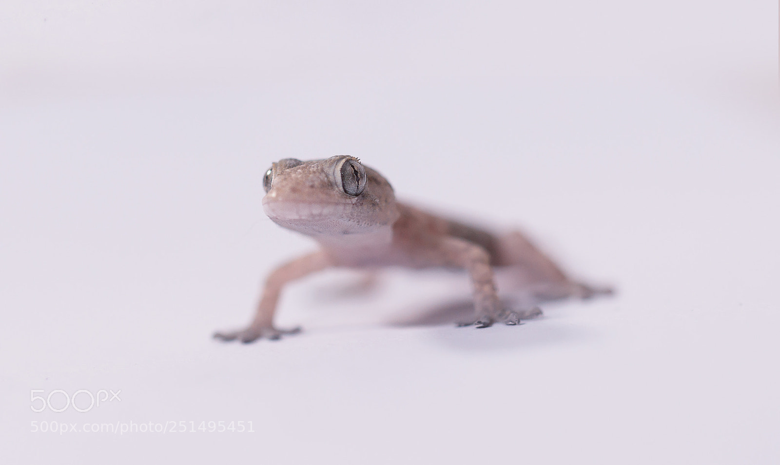 Canon EOS 600D (Rebel EOS T3i / EOS Kiss X5) sample photo. Lizard photography