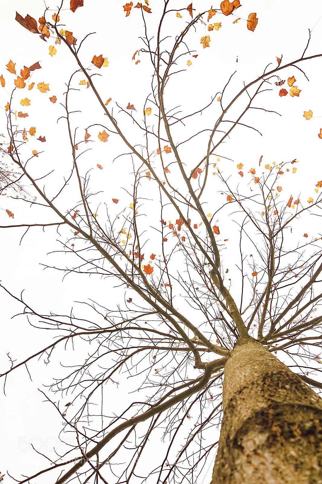 Sony a6000 sample photo. Autumn paintings. photography