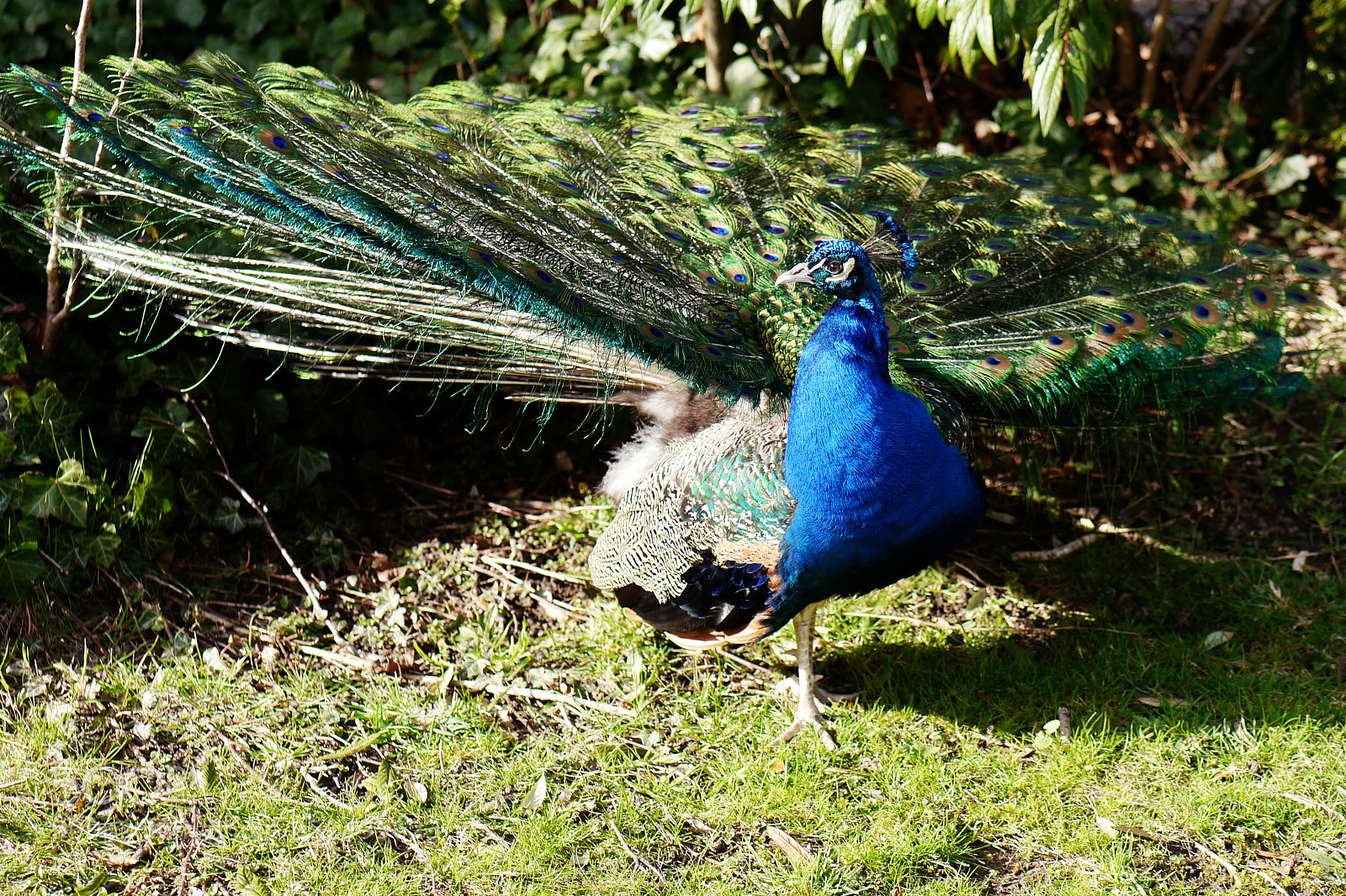 Panasonic Lumix DMC-G5 sample photo. Peacock photography