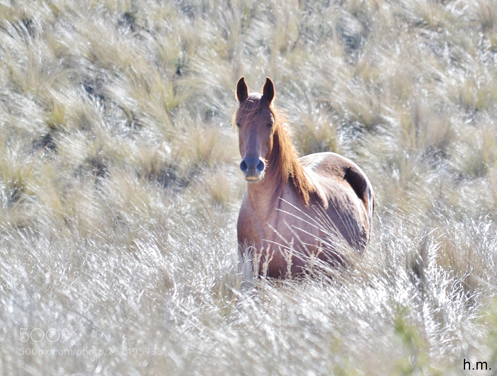 Nikon D3100 sample photo. B o photography